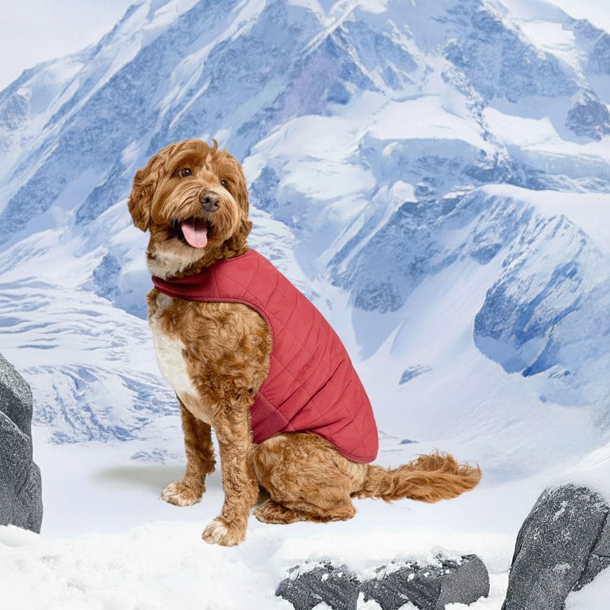 Dog wearing a red puffer vest in a snowy mountain landscape