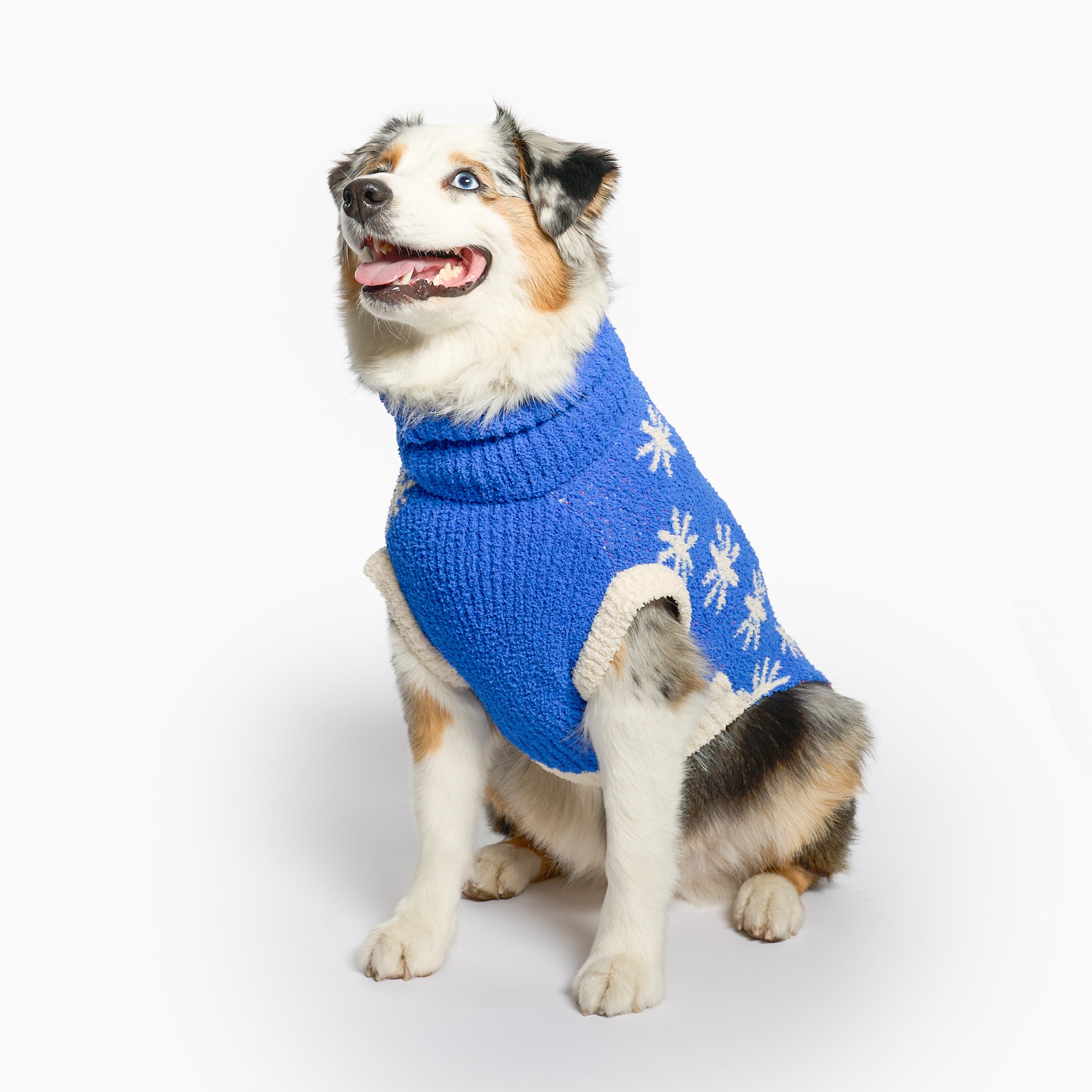 Brown and white dog sitting and smiling, wearing a blue knit sweater with a white flower pattern and cream trim