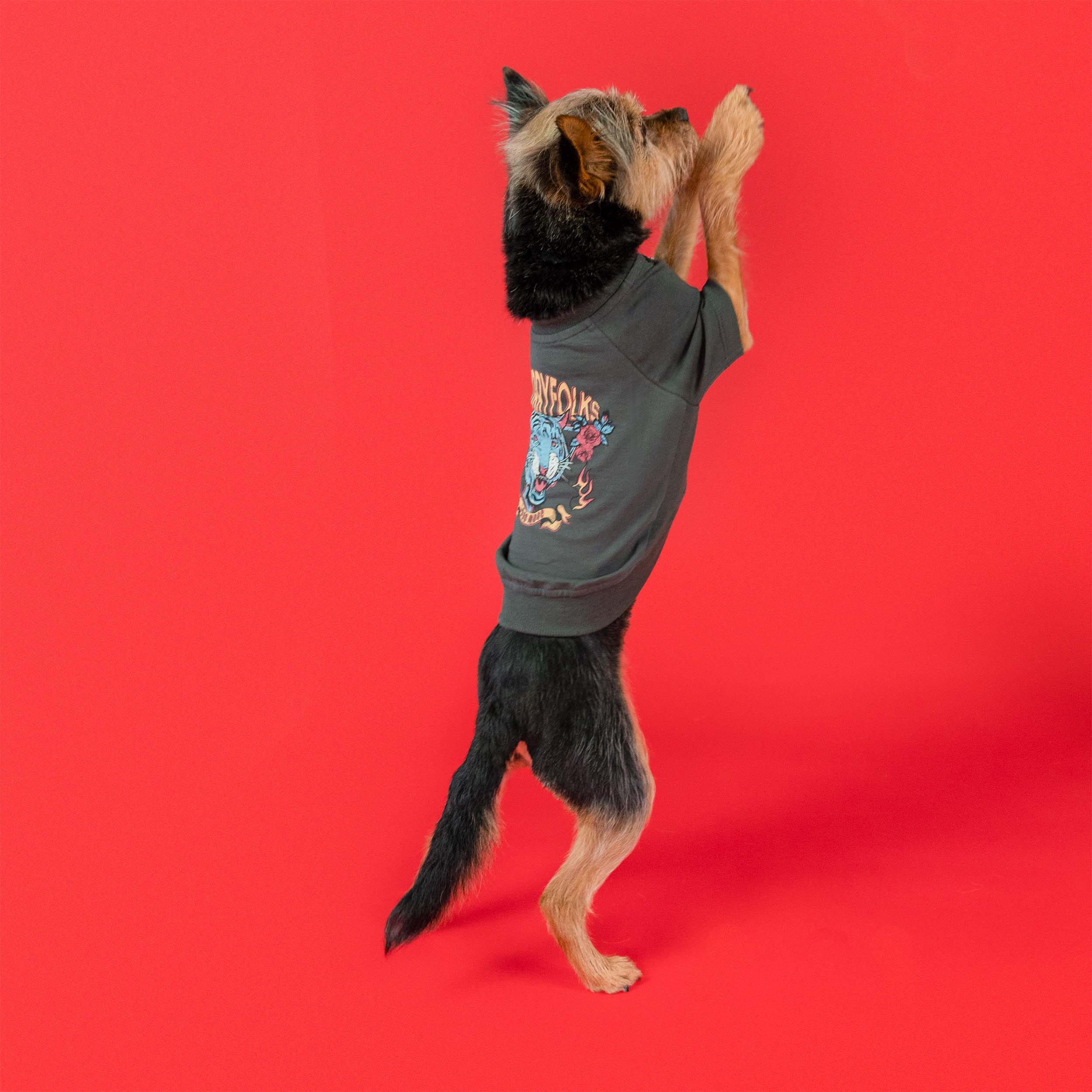 A small dog standing on its hind legs wearing an oversized tiger-themed tee from the furryfolks. The tee features a bold tiger graphic with floral details, set against a vibrant red background for a striking look.