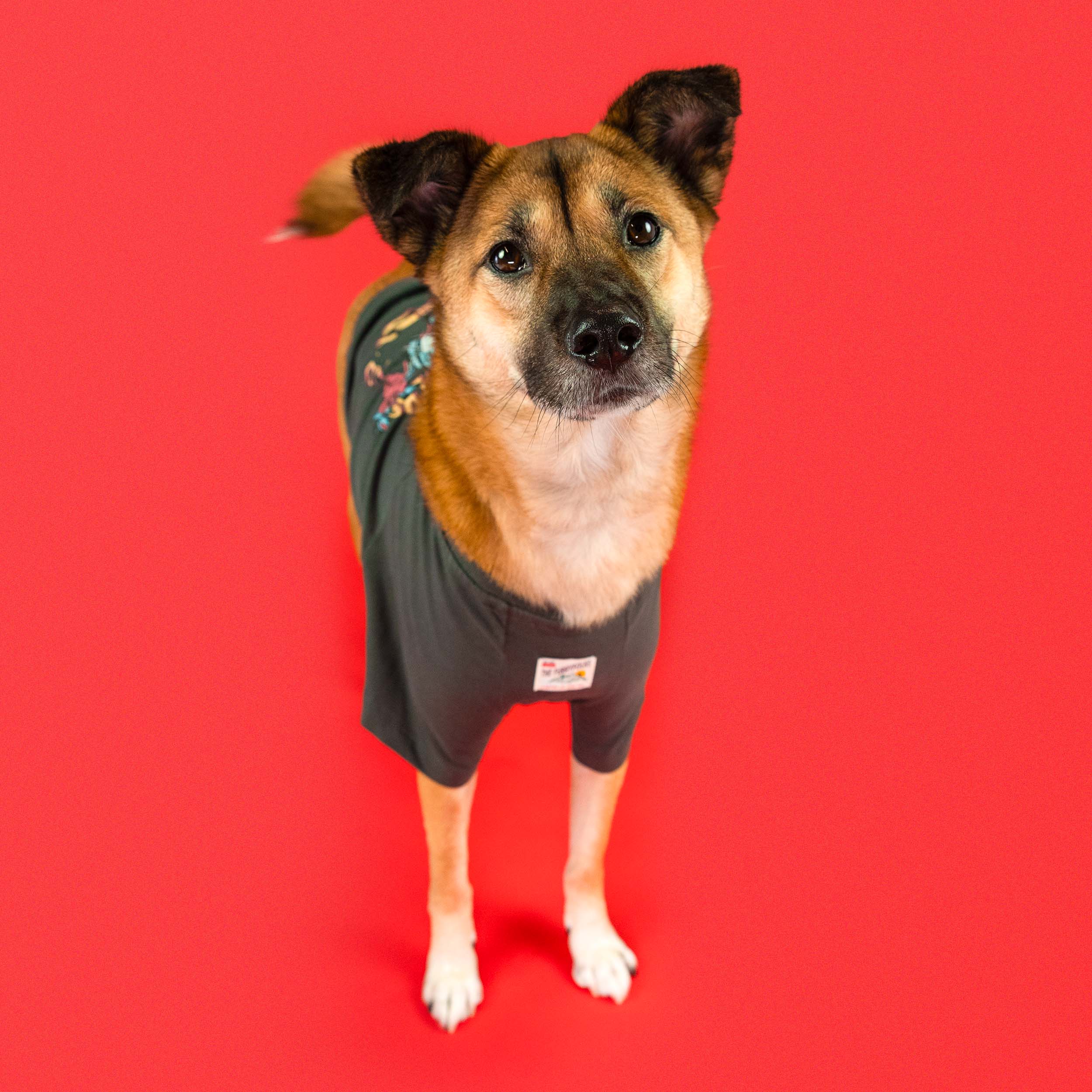 A medium-sized dog wearing an oversized tiger-themed tee from the furryfolks, featuring a colorful woven patch on the chest. The dog stands confidently against a vibrant red background, blending style and personality.