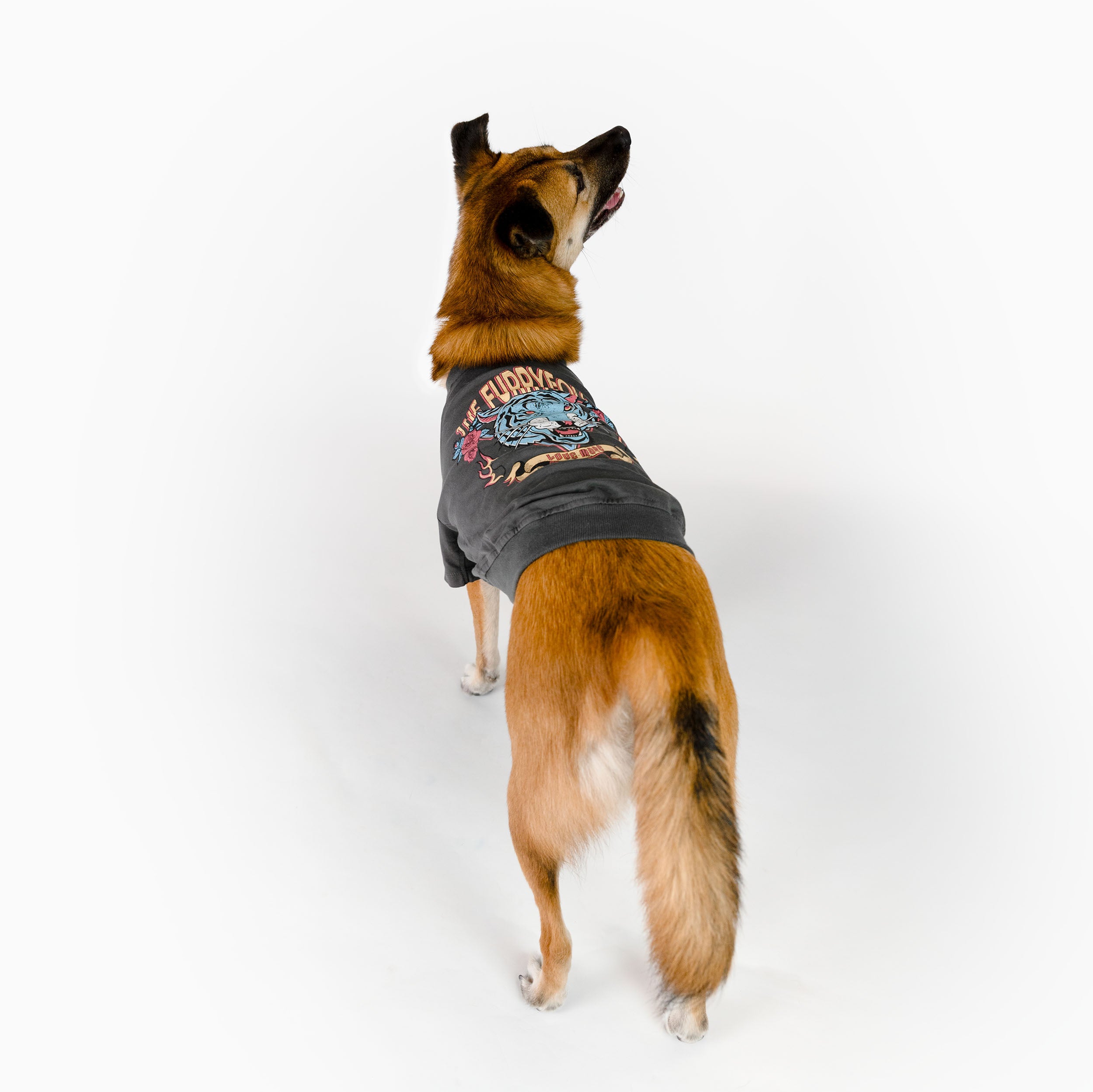 A medium-sized dog wearing a size 2XL oversized tiger-themed tee from the furryfolks. The back of the tee displays a bold tiger graphic with floral accents, showcasing a stylish and eye-catching design