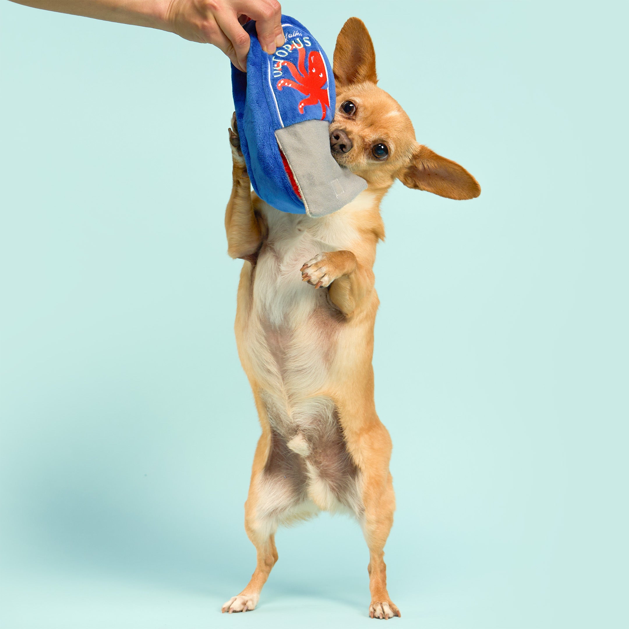 A small tan chihuahua stands on its hind legs while holding a blue bag of dog treats with a human hand visible at the top, against a light blue studio background.