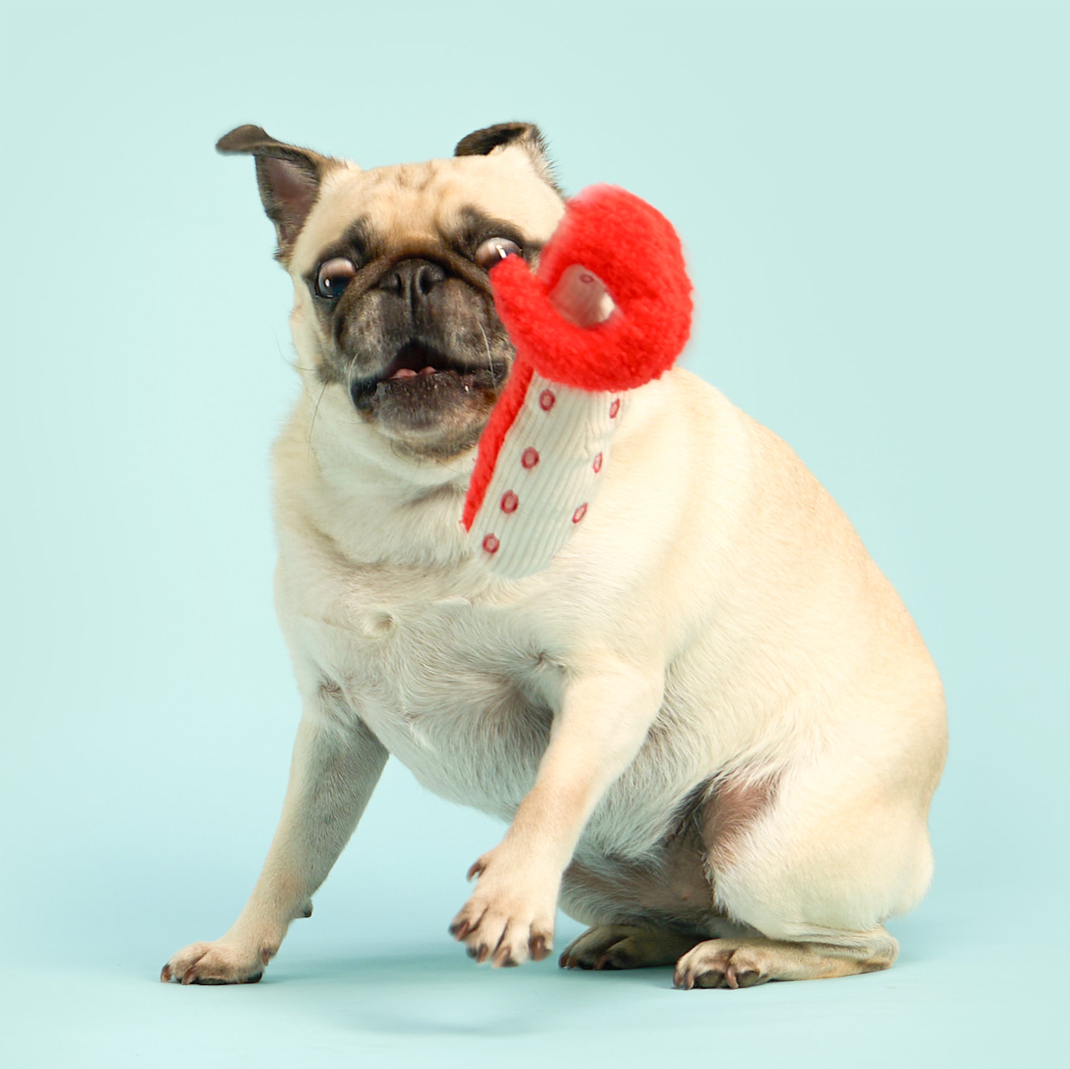 A fawn pug dog wearing a red fuzzy heart-shaped bandana with a white knit collar, sitting against a solid light blue background.