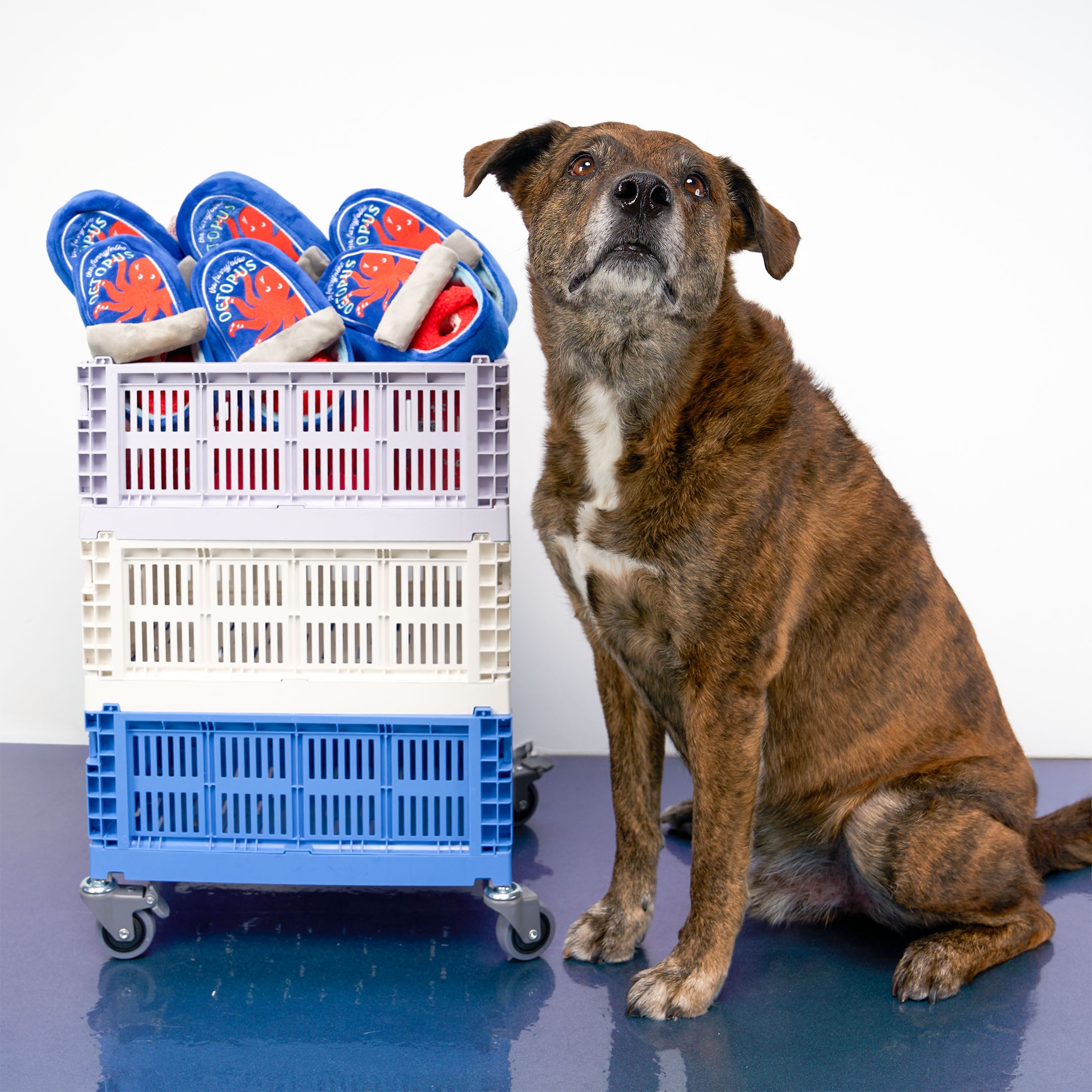 A brown and white dog sits beside a stack of three rolling plastic crates on a blue reflective surface against a white studio background. The top crate holds several blue flip-flops with red and white branding.