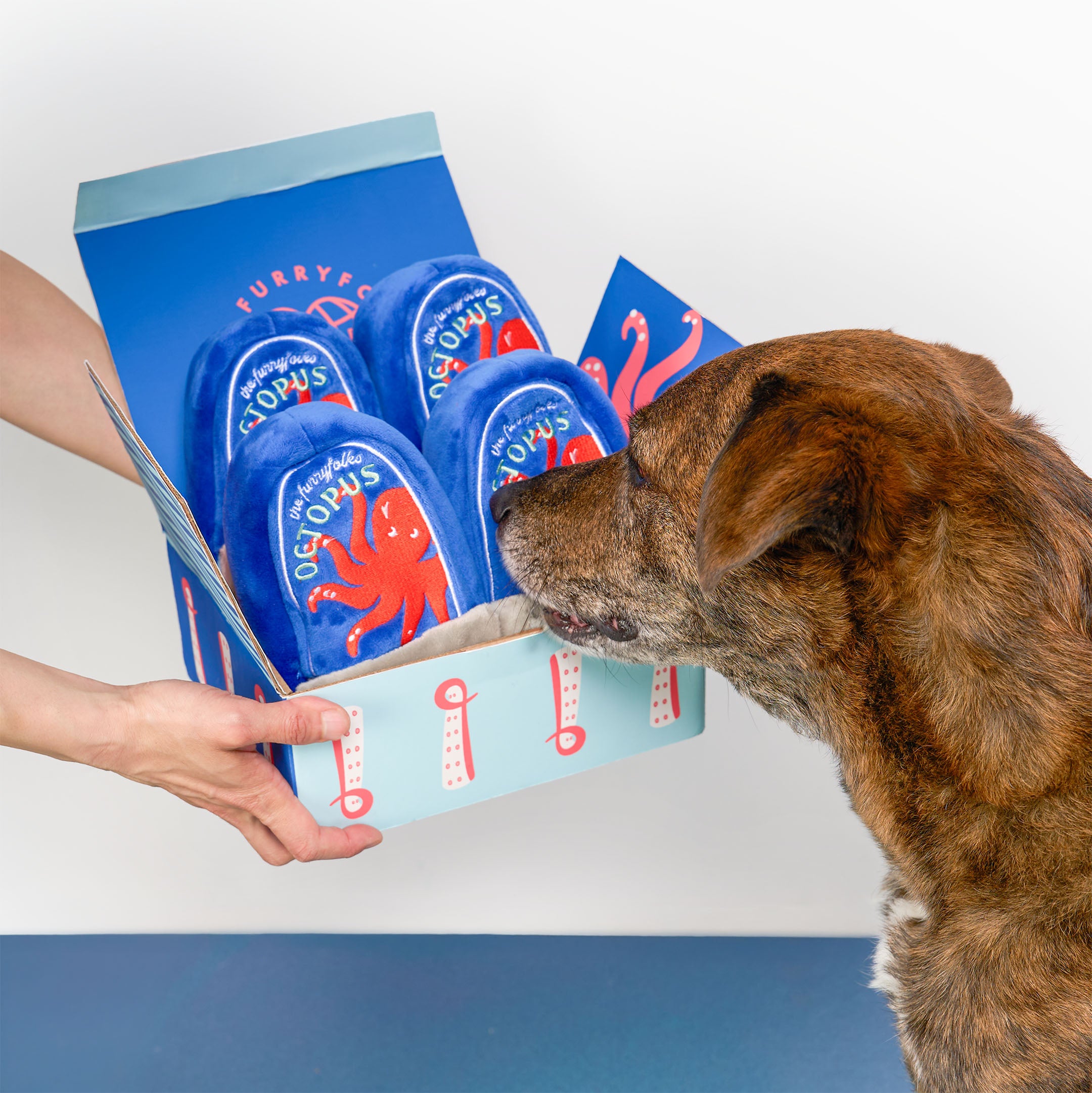 A dog is licking a blue box of Furry Ears dog socks while a person holds the box. The socks are blue with red octopus graphics and white text reading 'FURRY EARS DOGS COMFORT'.
