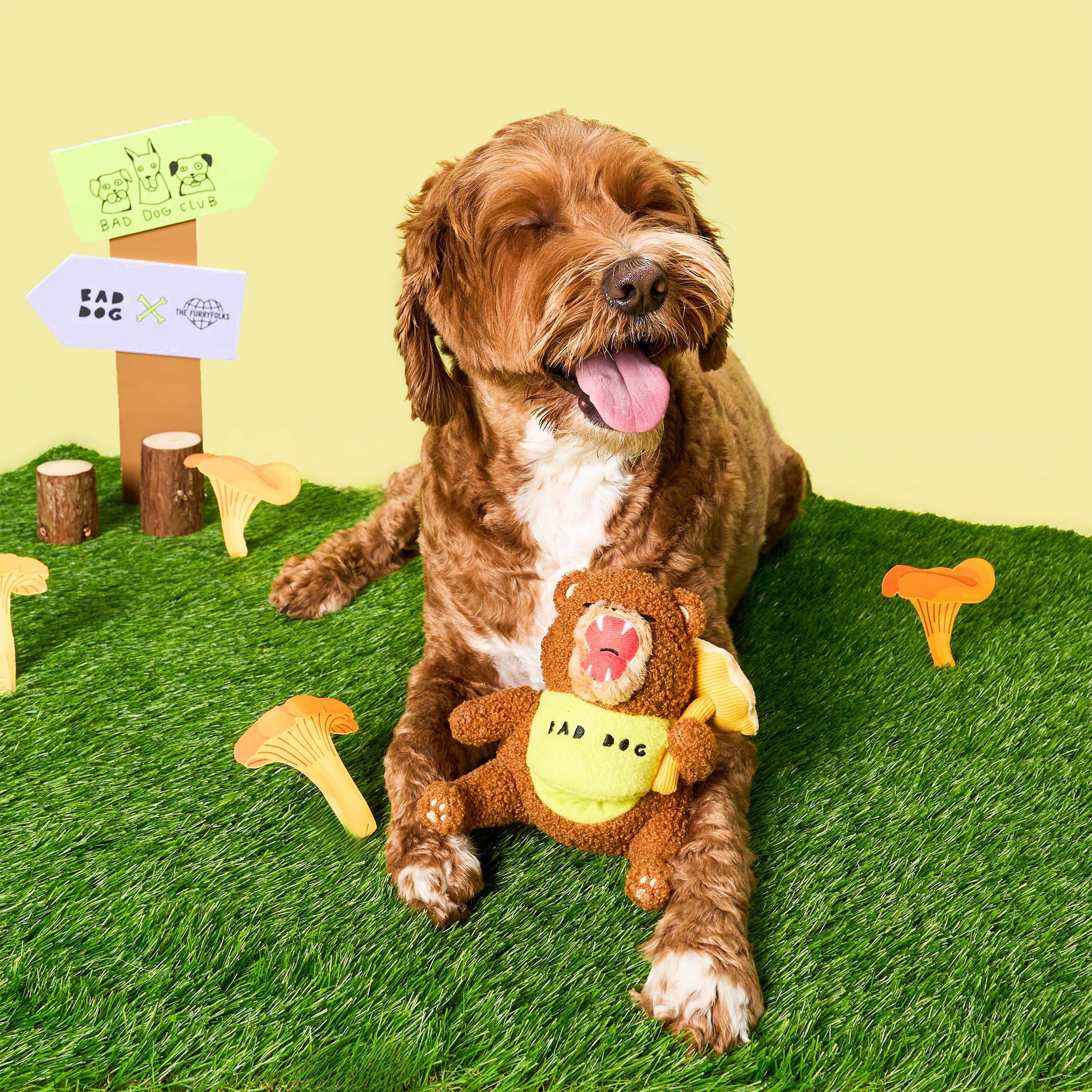 Dog playing with a toy on a grass-like surface with a yellow background