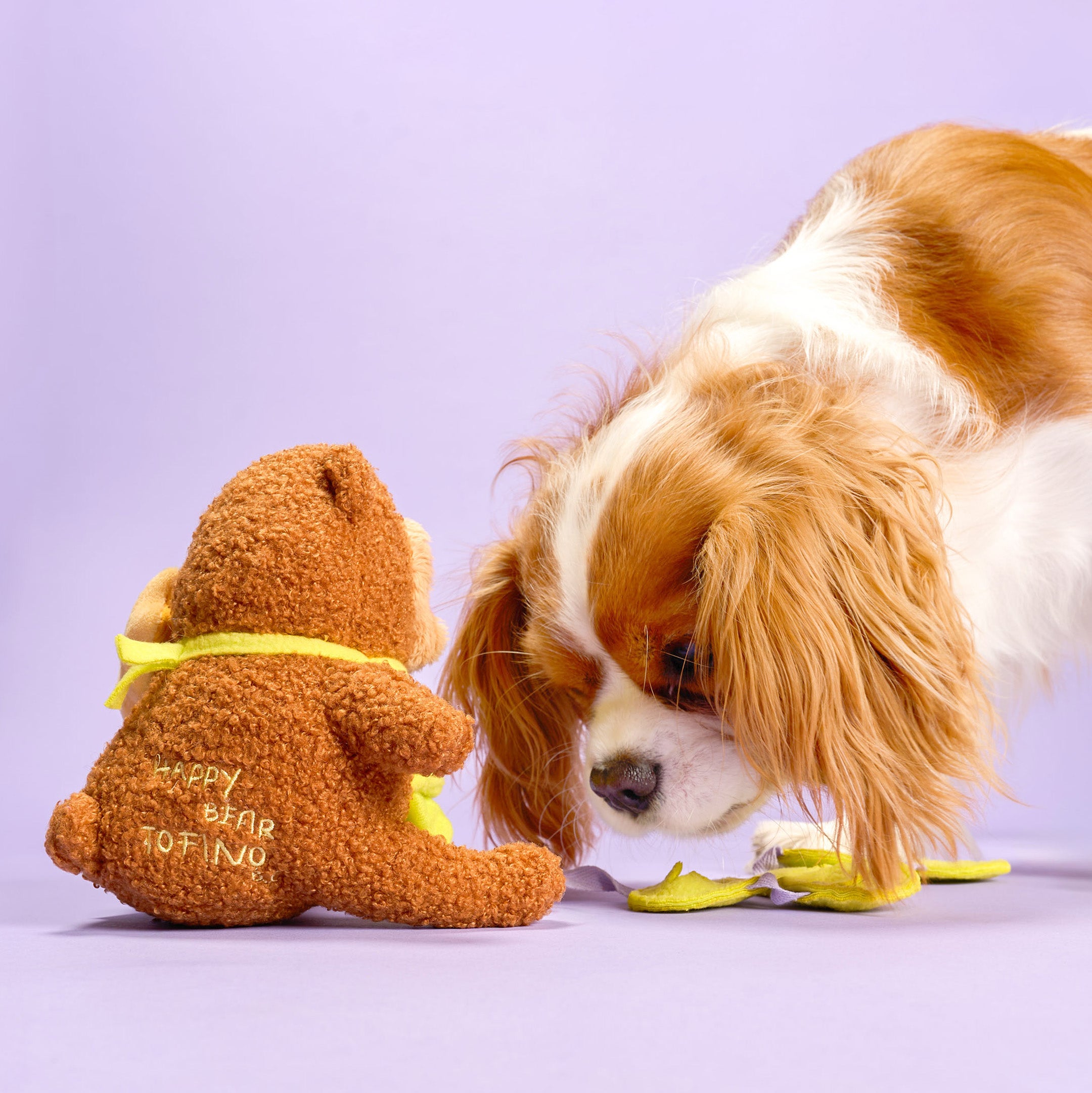 Dog interacting with a teddy bear on a light purple background