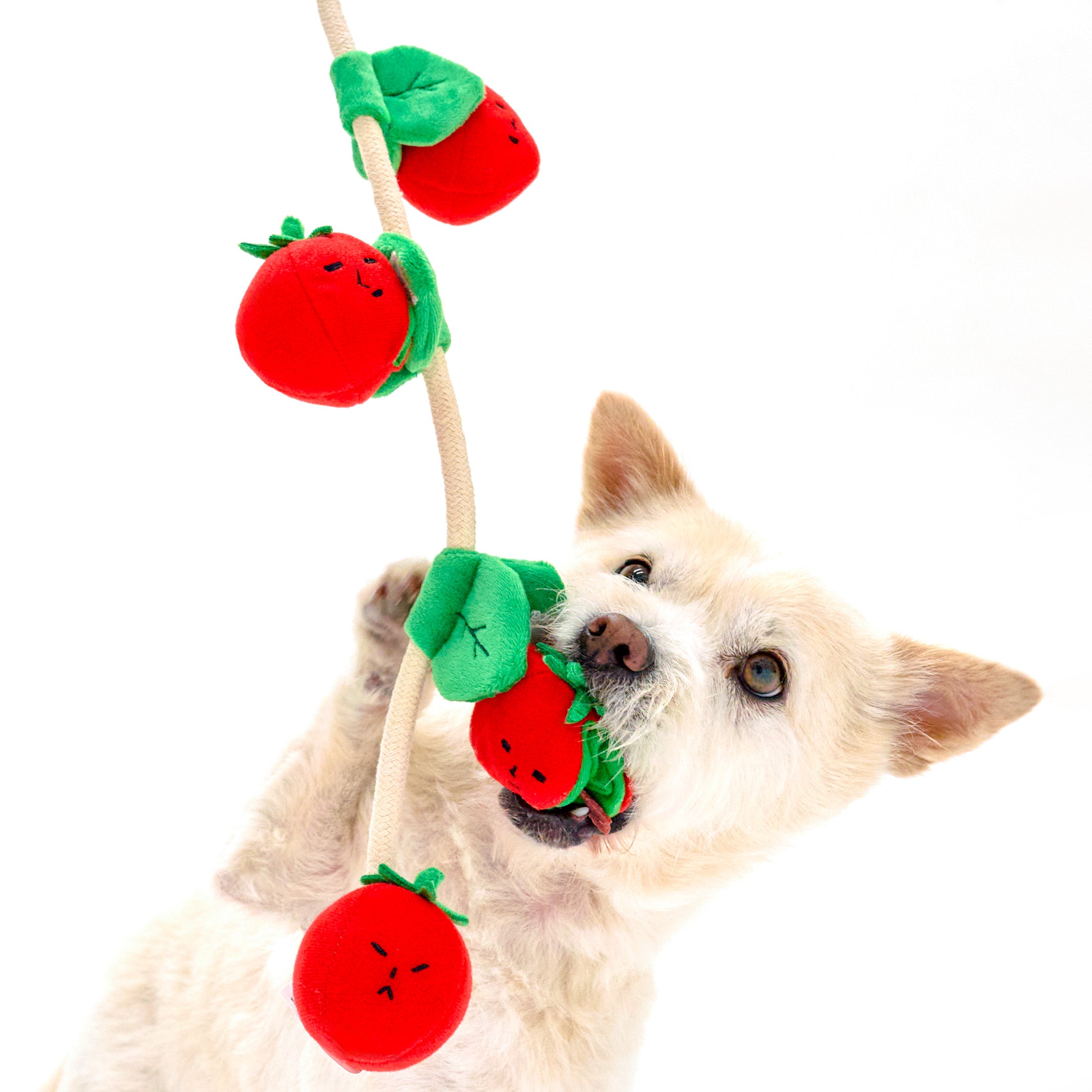 Tomato Dog Toy | Nosework, Fetch & Tug | the furryfolks