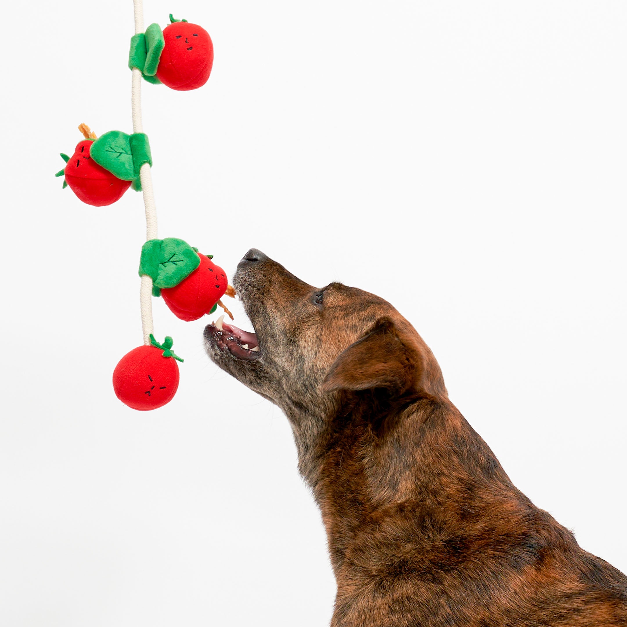 Tomato Dog Toy | Nosework, Fetch & Tug | the furryfolks