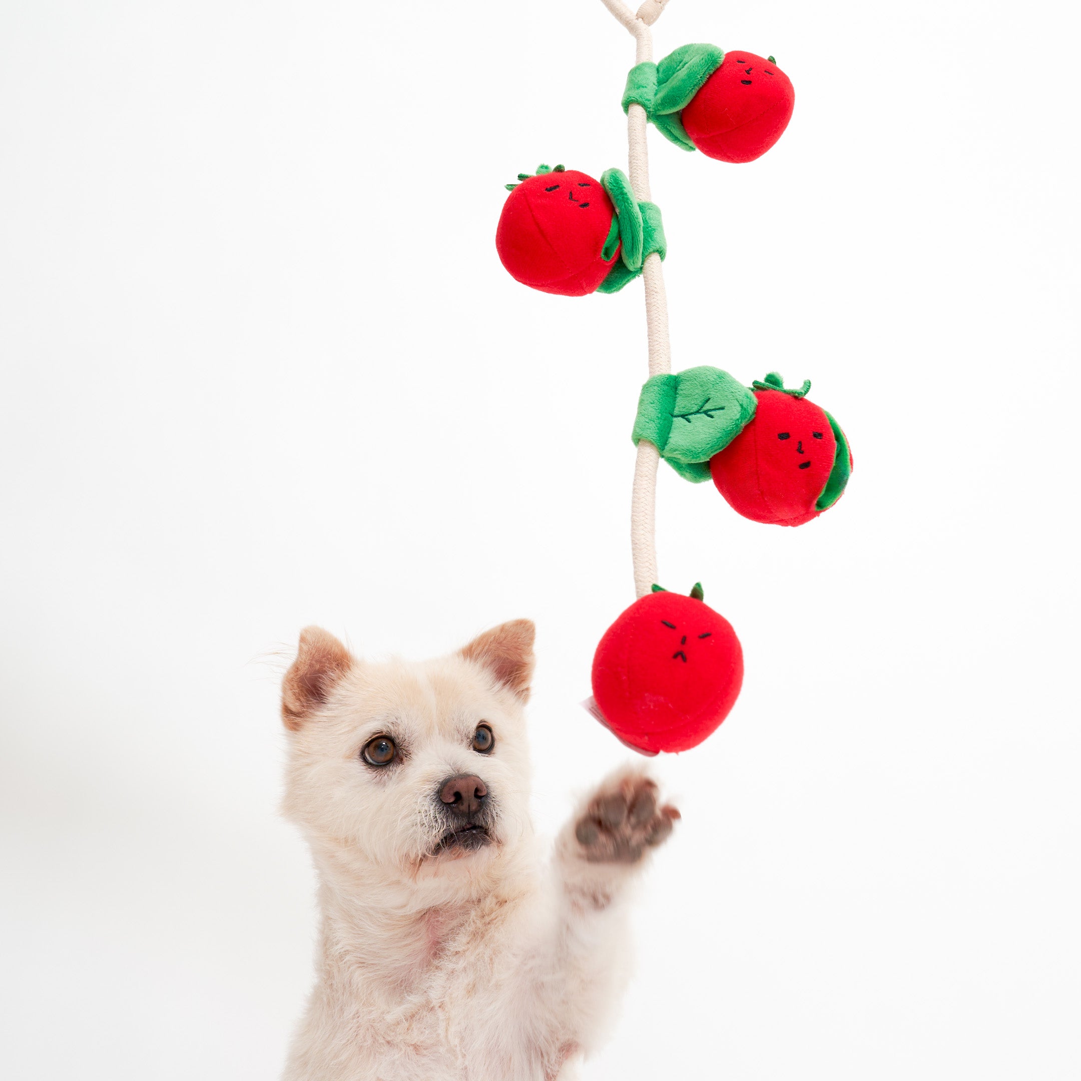 Dog playing with a Tomato-shaped toy on a white background