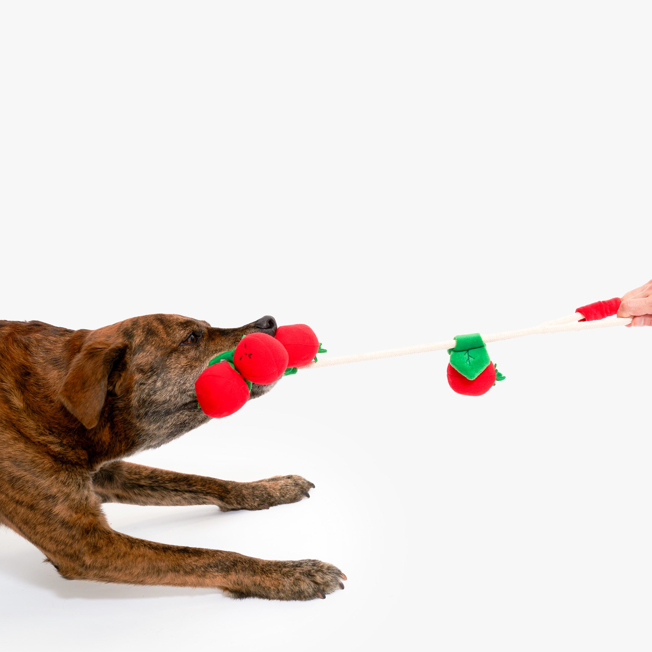 Tomato Dog Toy | Nosework, Fetch & Tug | the furryfolks