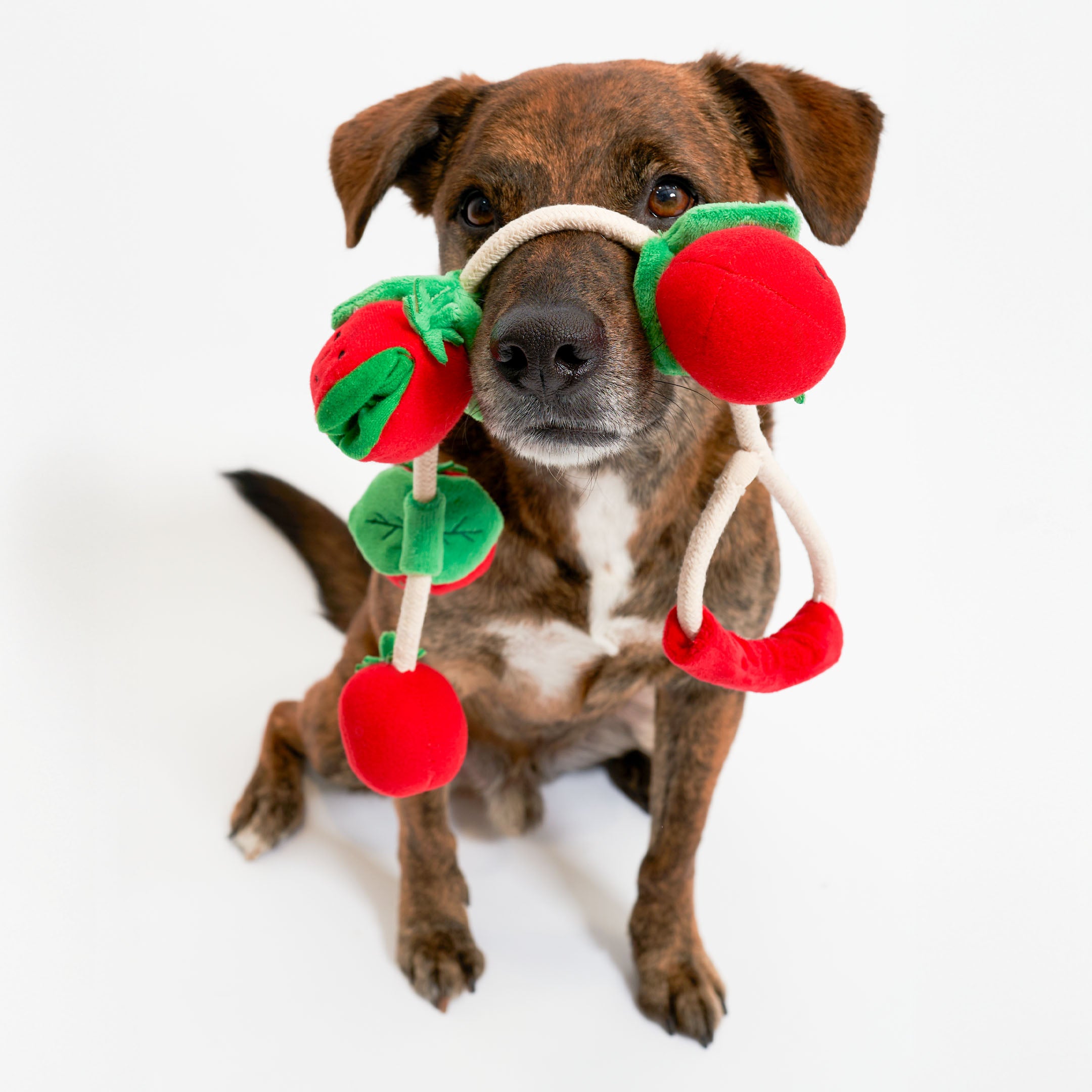 Tomato Dog Toy | Nosework, Fetch & Tug | the furryfolks