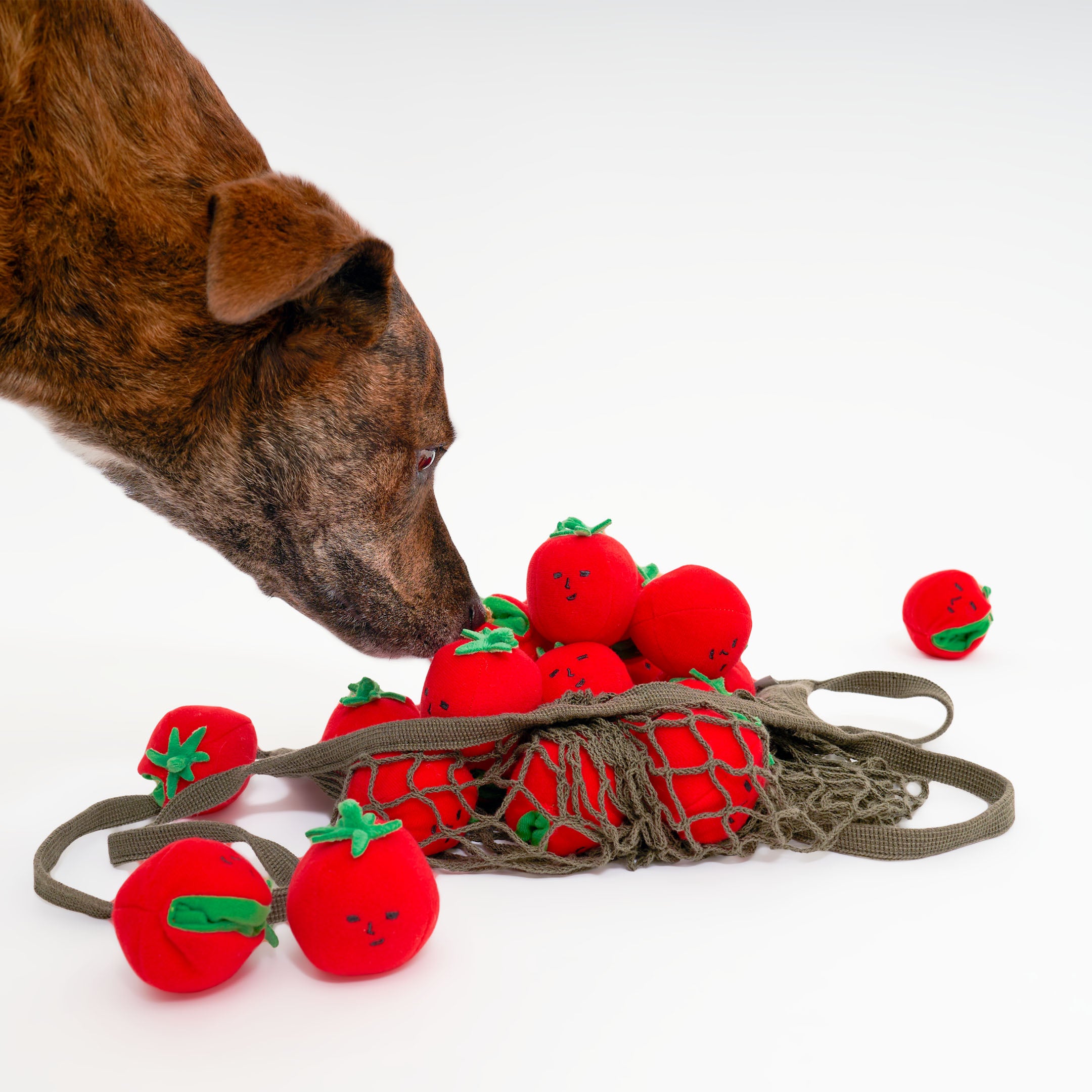 Tomato Dog Toy | Nosework, Fetch & Tug | the furryfolks
