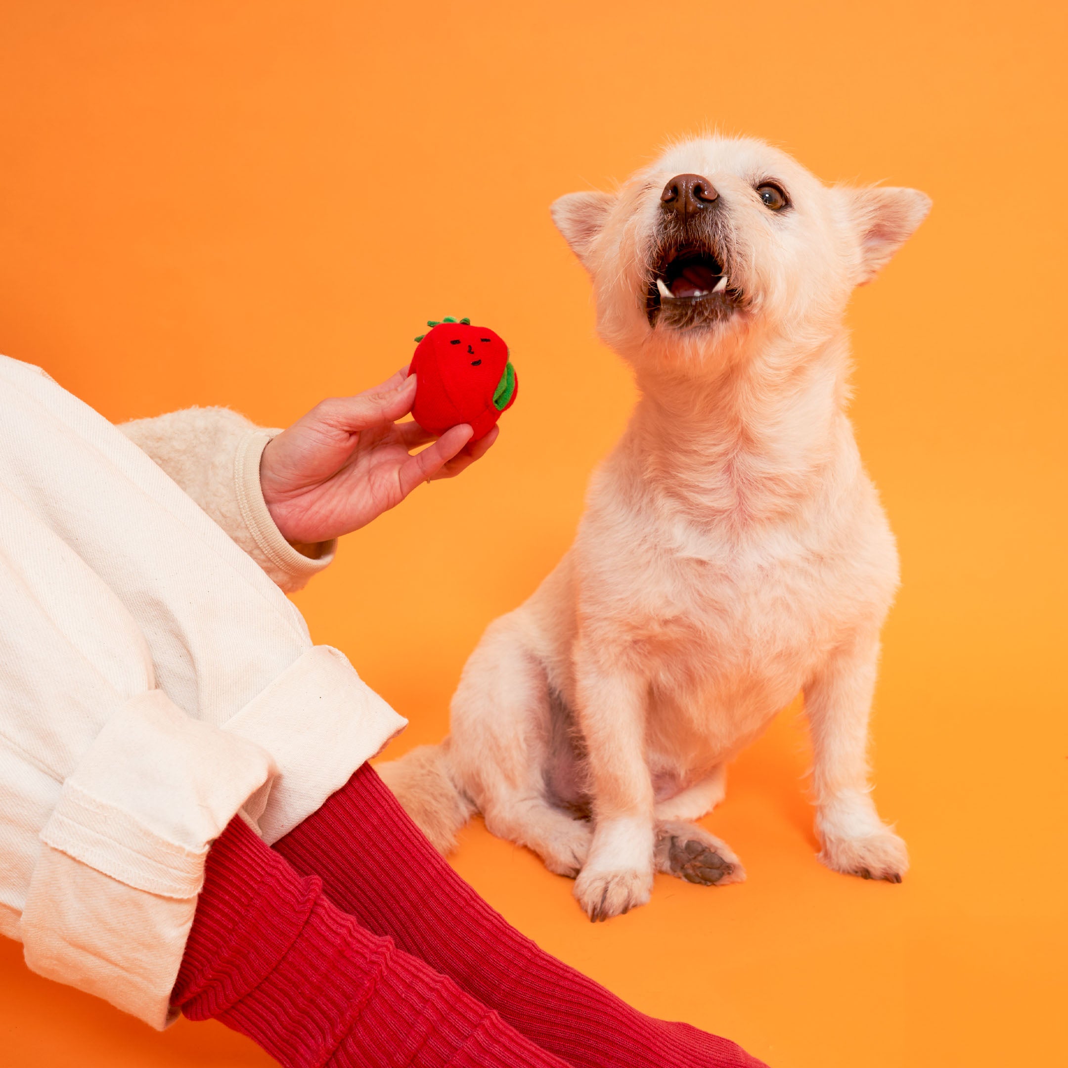 Tomato Dog Toy | Nosework, Fetch & Tug | the furryfolks