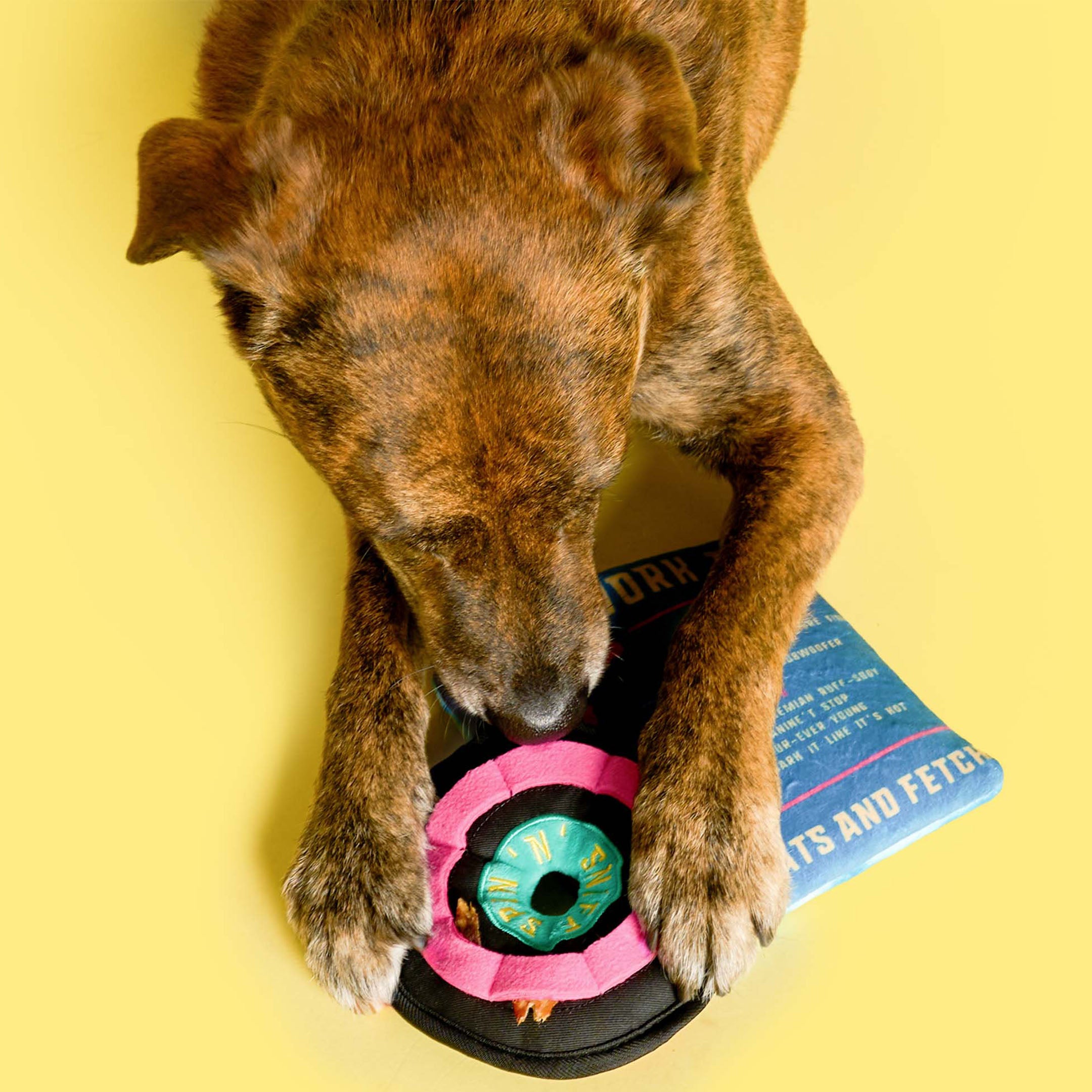 Brindle dog uses its paws to hold down the vinyl disc toy while sniffing for treats hidden inside, with the toy sleeve part labeled “Nosework Toy” in the background.

