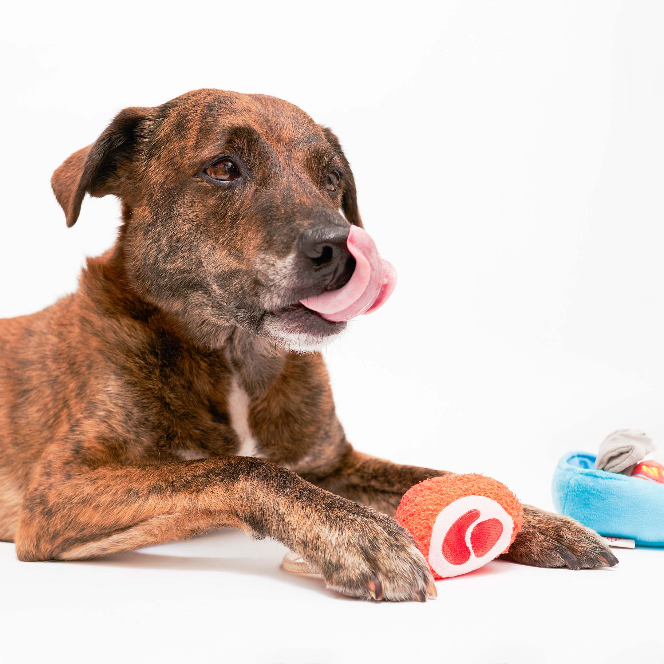 A brindle-colored dog is lying down, licking its nose. In front of the dog is a red and white plush toy shaped like a piece of meat. To the side, a blue plush container from the “Jamón” nosework toy set is partially visible.