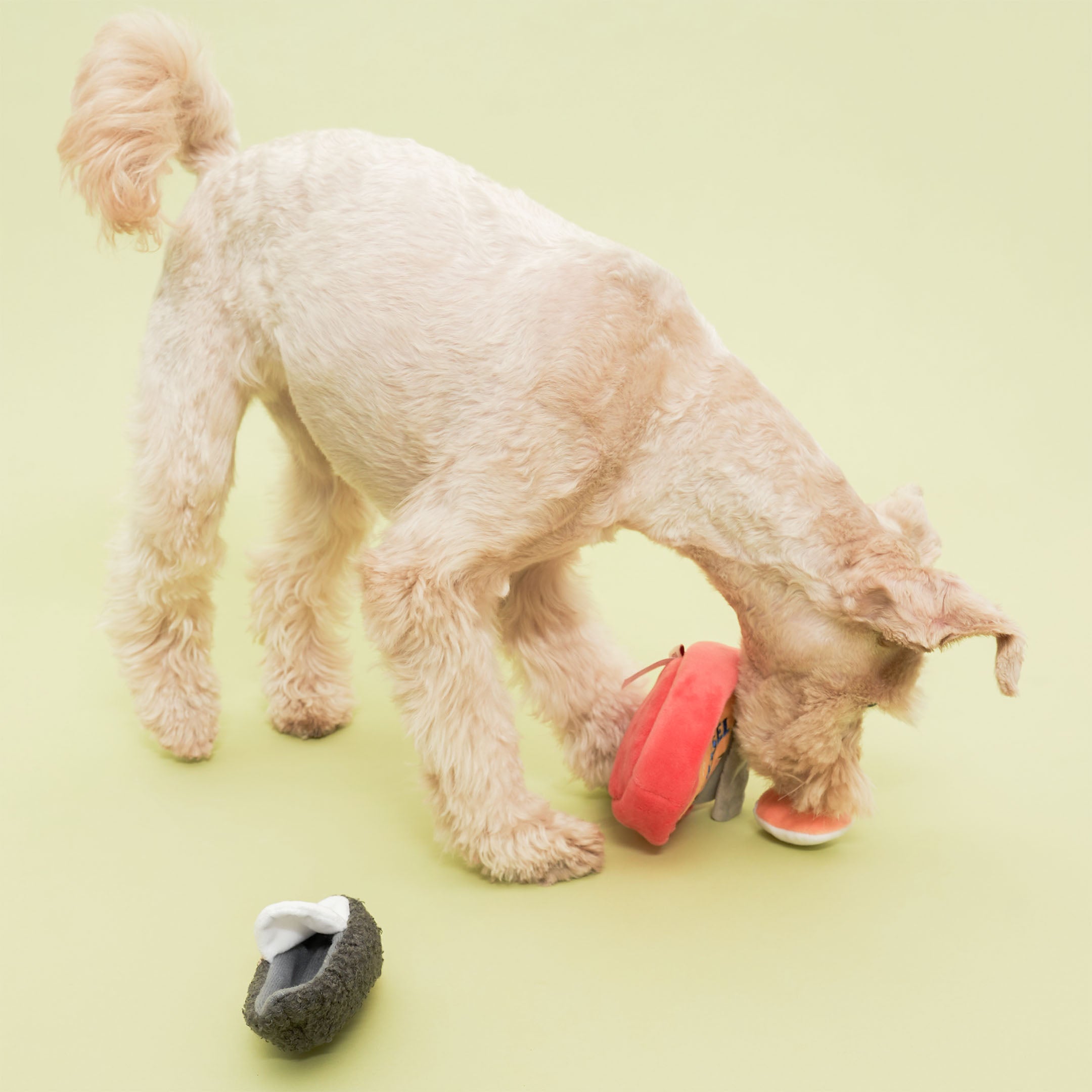 A small, light-colored dog is bending down and playing with a plush mussel toy and a can-shaped plush toy on a light green background. The dog is interacting with the red can-shaped toy, which has a yellow label featuring a mussel illustration and the word “MUSSEL” in blue letters. Nearby on the ground is a gray plush mussel with a white and orange interior. The dog appears to be engaged and enjoying the nosework activity.