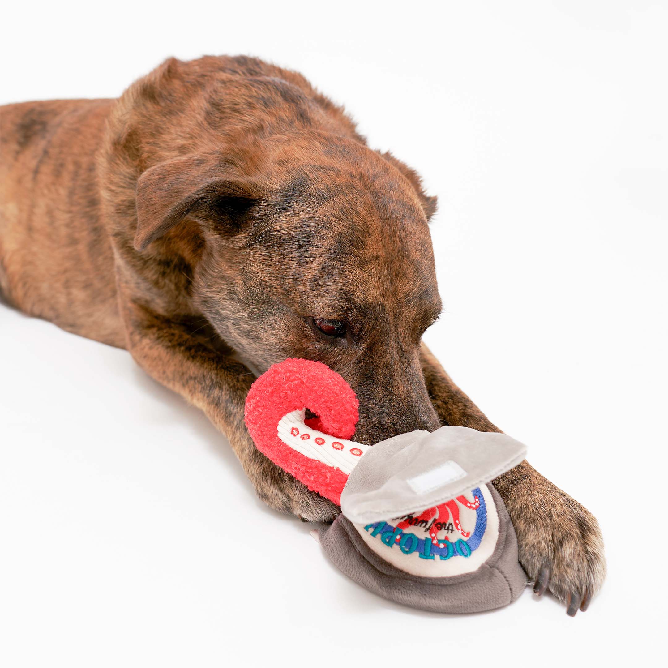 A brindle-colored dog is lying down, holding a red and white plush octopus leg toy in its mouth. The dog is interacting with a grey plush container with a red octopus design from the “Octopus” nosework toy set.