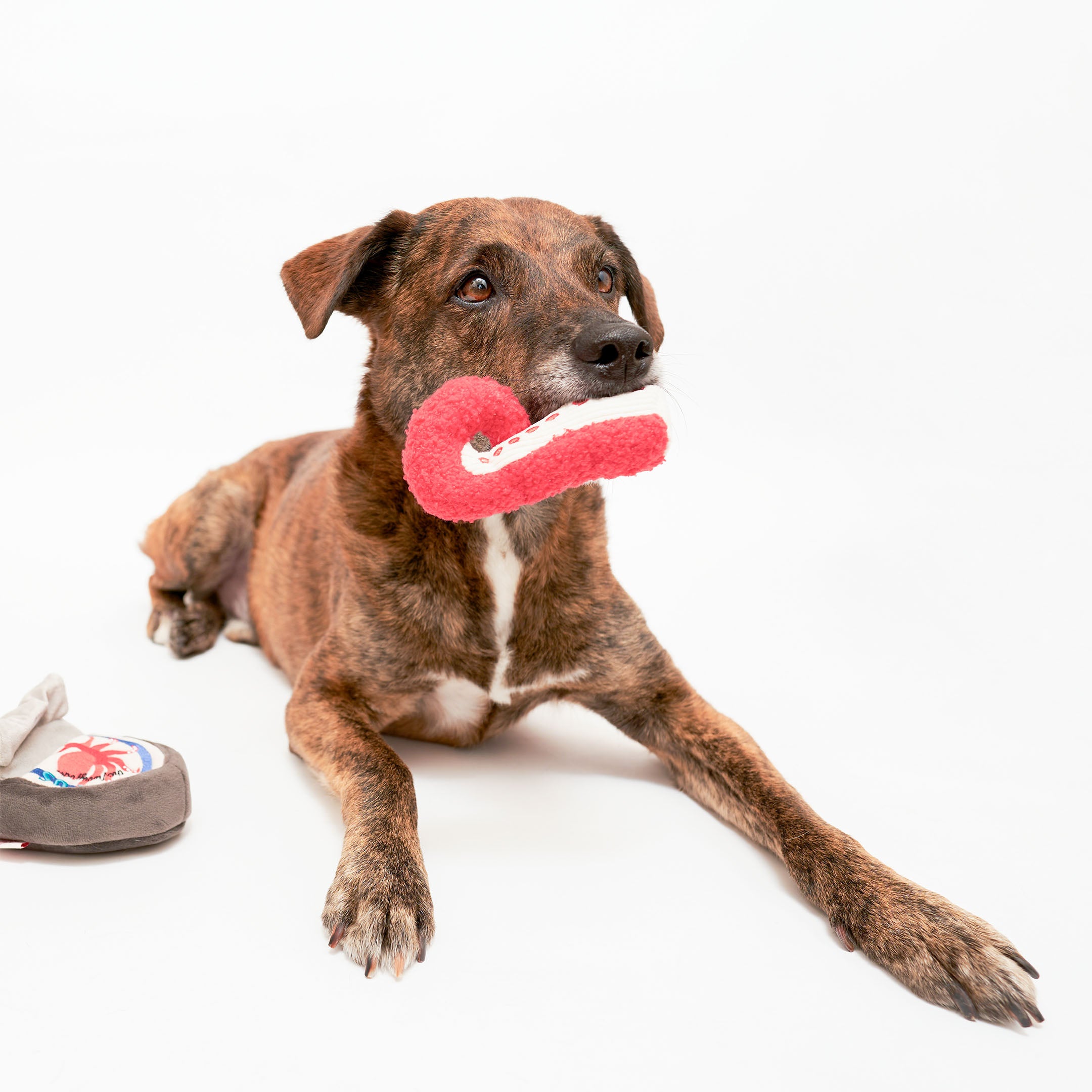 A brindle-colored dog is lying down, holding a red and white plush octopus leg toy in its mouth. Nearby, a grey plush container with a red octopus design from the “Octopus” nosework toy set is visible.