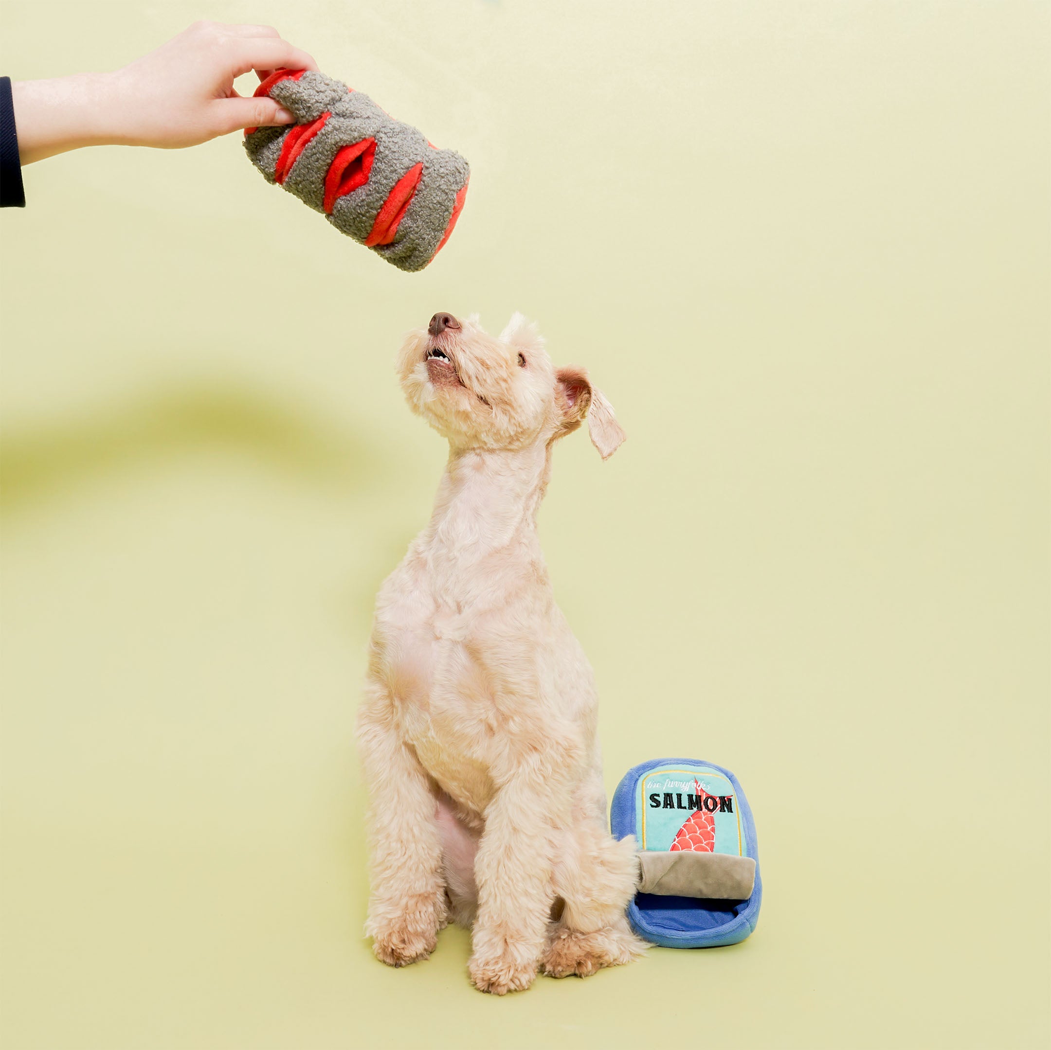 A small, light-colored dog is sitting against a light green background, looking up at a gray and red plush toy resembling a salmon fillet being held above its head. Next to the dog on the ground is a plush toy shaped like a blue can of salmon, with a label featuring a red fish tail and the word “SALMON.” The dog appears attentive and engaged with the toy.