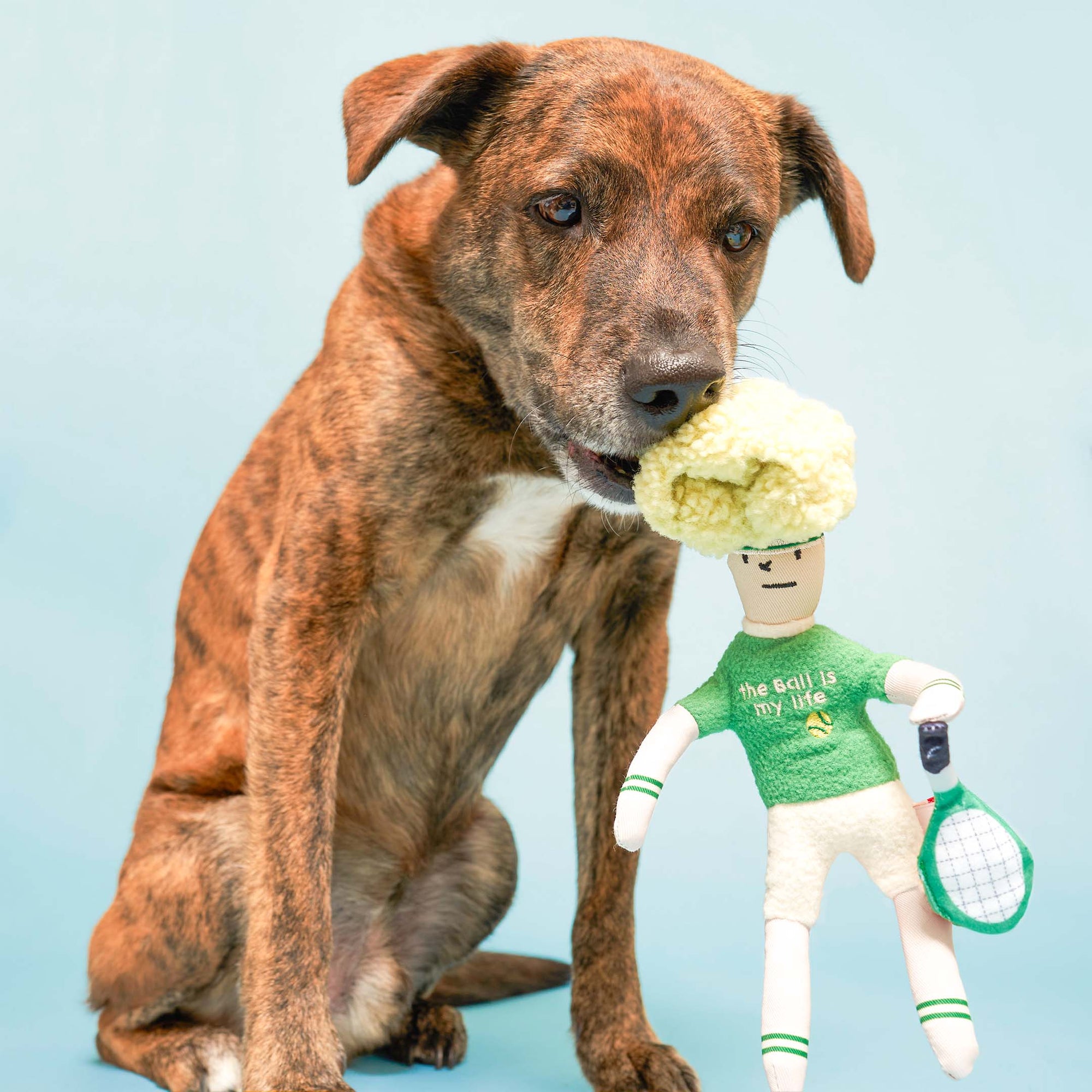 The brindle dog is sitting against a light blue background, gently holding a plush toy in its mouth. The toy is styled as a whimsical tennis player, with a green hat decorated with plush flowers, a green sweater with "the ball is my life" on it, and a white tennis racket in its hand. The dog's expression is attentive and gentle, highlighting a playful interaction with the toy.