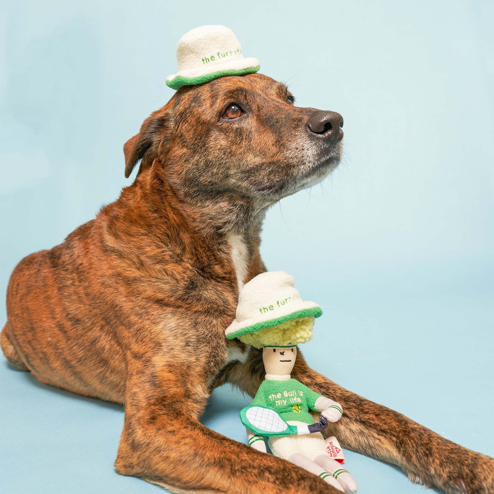 The brindle dog is wearing a plush tennis hat similar to that of a toy, which is positioned between its paws. The hat on both the dog and the toy reads, "The furryfolks." The toy is styled as a tennis player with a green sweater that says "the ball is my life" and holds a tennis racket. With a serene and noble expression, the dog looks off to the side, adding a dignified yet whimsical touch to the scene. The background is a soft blue, enhancing the light-hearted and playful atmosphere of the image.
