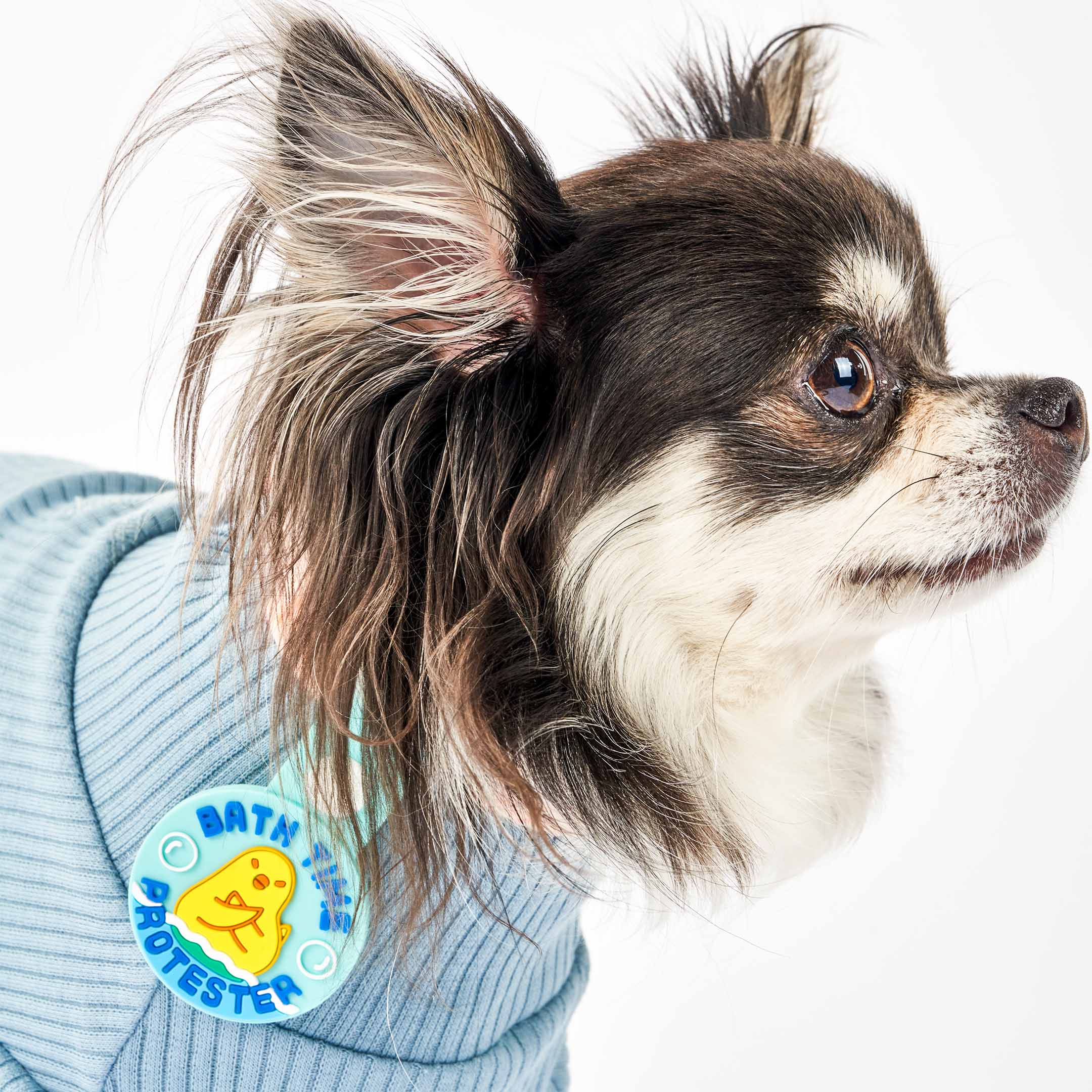 A small dog with long fur wearing a blue sweater and a blue dog tag that reads ‘Bath Time Protester.’ The tag features an illustration of a dog crossing its paws in protest, made of non-toxic rubber. The dog is shown in a close-up profile, showcasing the tag attached to its collar.