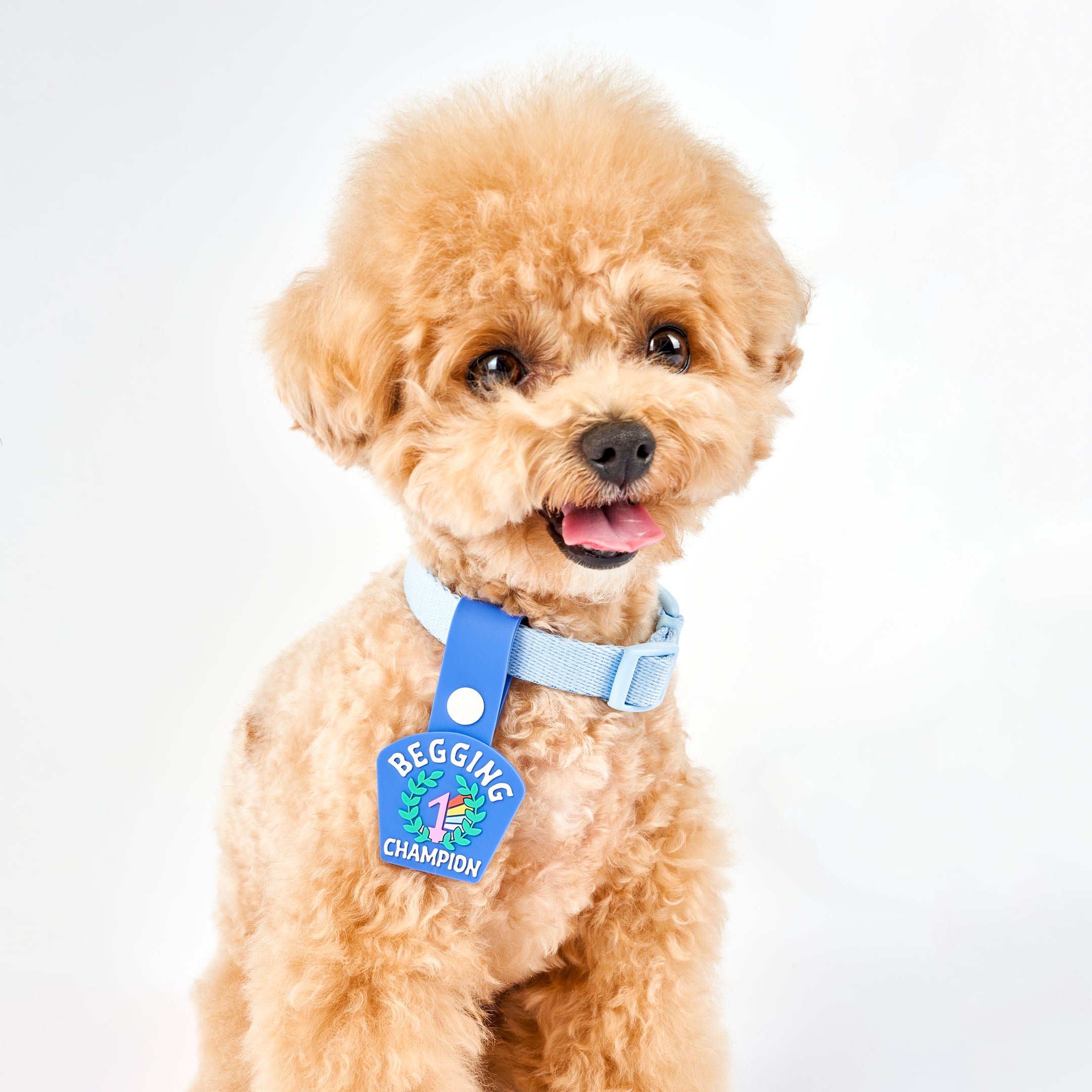 A curly-haired light brown dog wearing a blue collar with a blue dog tag that reads ‘Begging Champion.’ The tag features an illustration of a number 1 medal surrounded by laurel leaves, made of non-toxic rubber. The dog is sitting and looking at the camera with its tongue out, showcasing the tag attached to its collar.