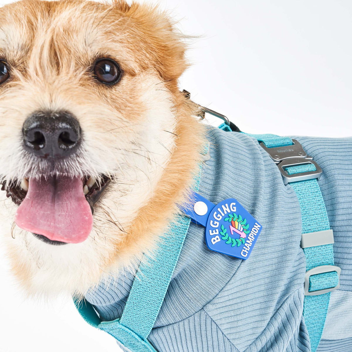 A light brown dog wearing a blue harness and a blue dog tag that reads ‘Begging Champion.’ The tag features an illustration of a number 1 medal surrounded by laurel leaves. The dog is looking at the camera with its mouth open and tongue out, showcasing the tag attached to its harness.