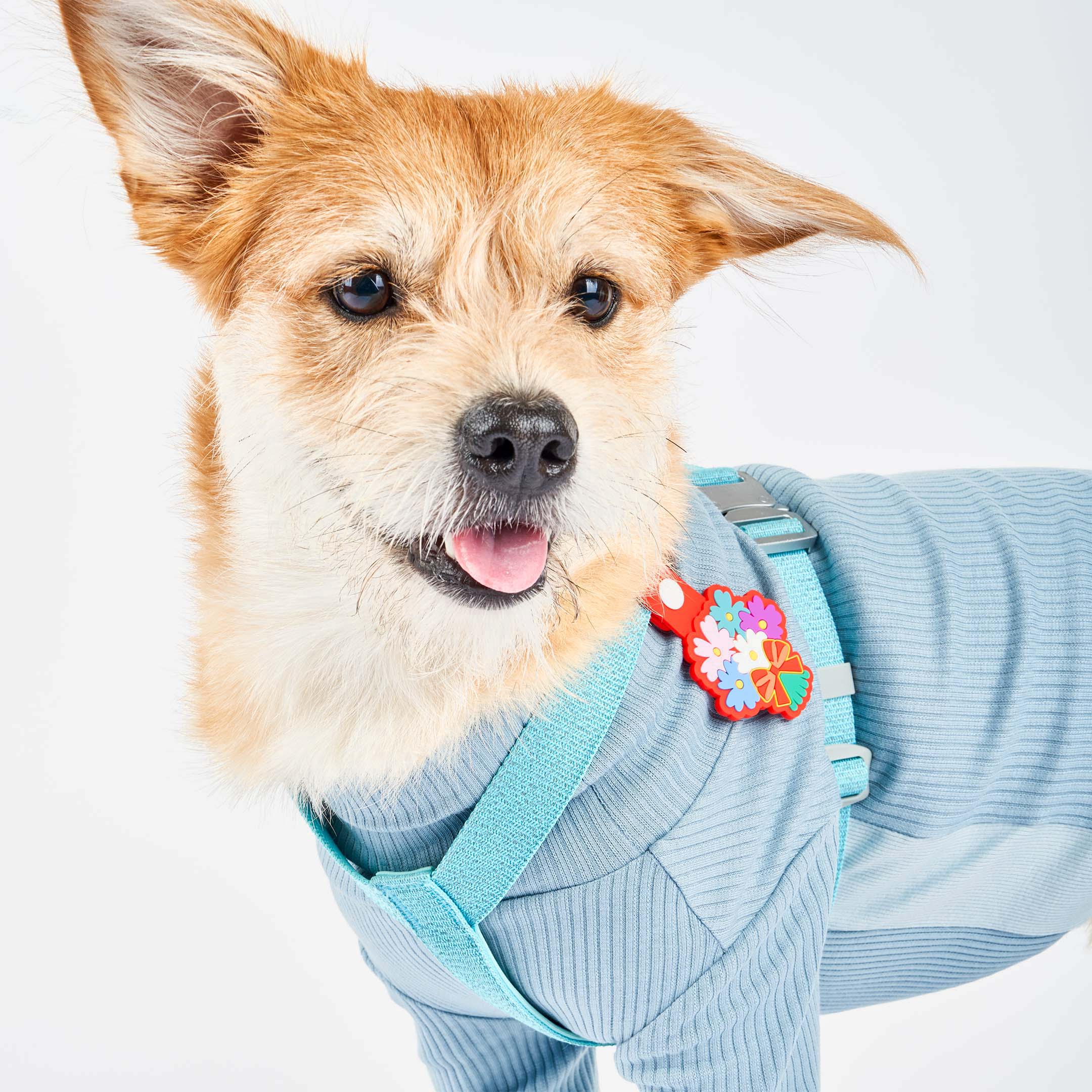 A mixed breed dog wearing a turquoise harness with a colorful bouquet-themed tag, looking at the camera with a friendly expression.