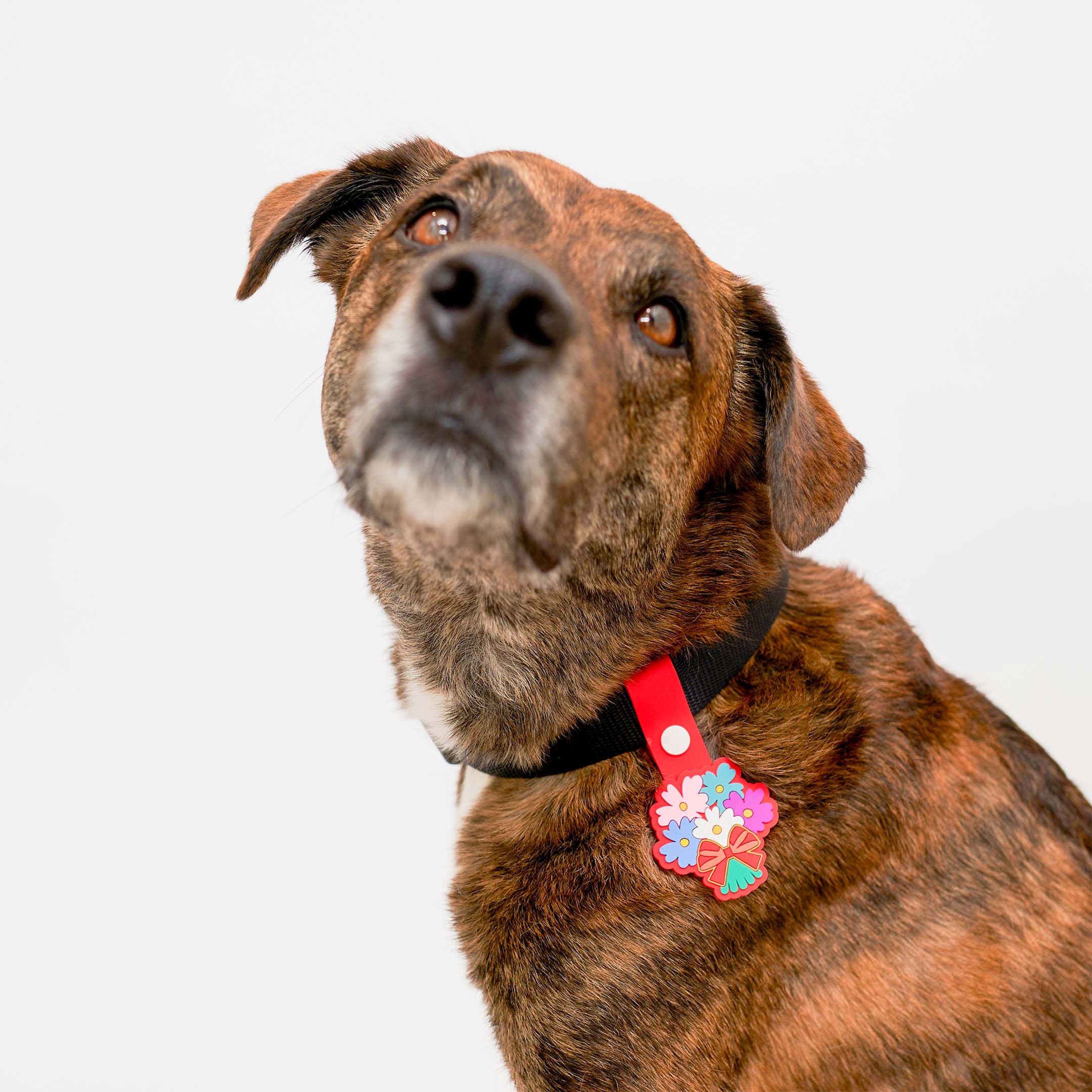 A brindle-coated dog wearing a black collar with a bright bouquet-themed tag, tilting its head and looking upward with curious eyes.