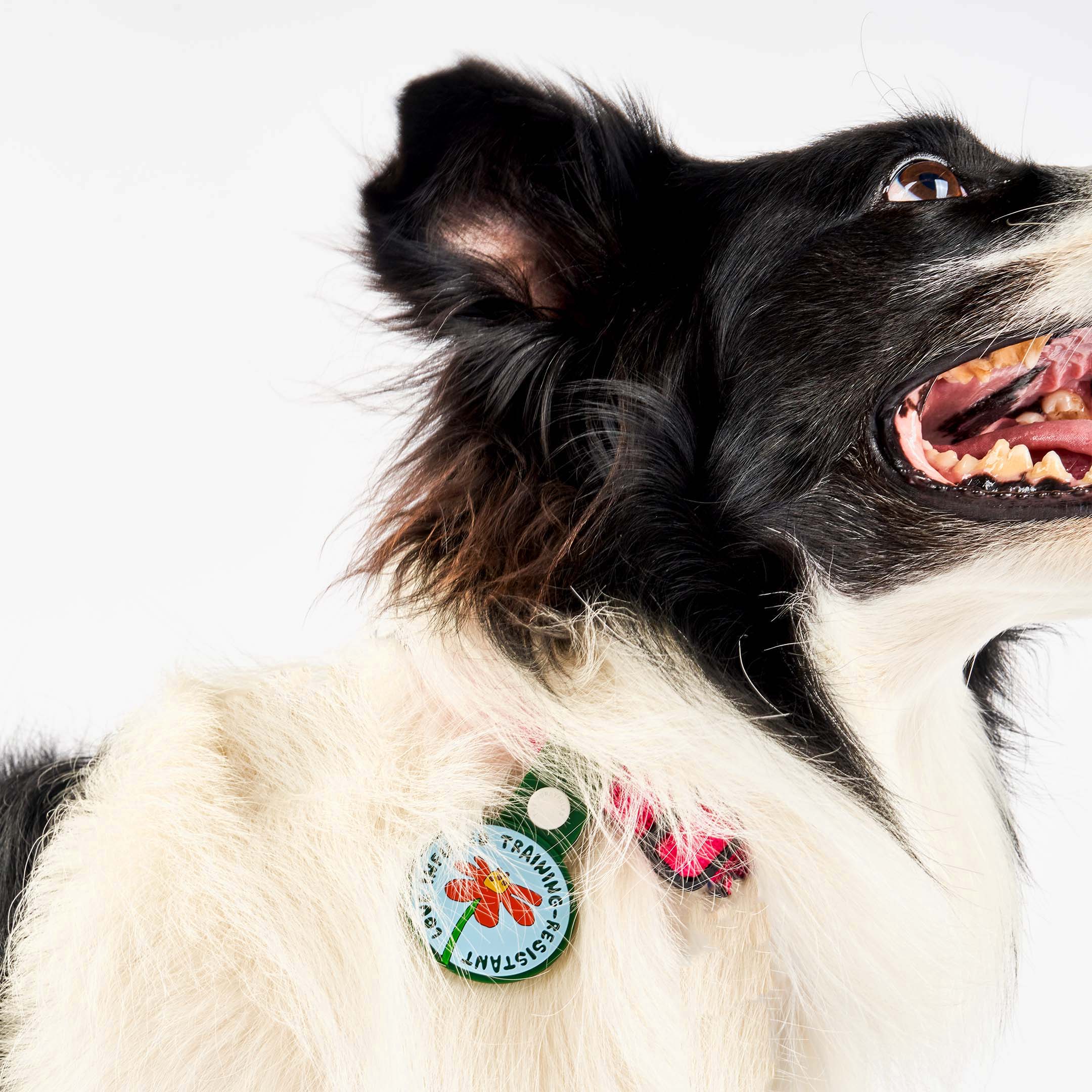 Black and white dog wearing a red collar, featuring a whimsical dog tag with a red flower at the center. The tag displays the phrase ‘Love Infused Training-Resistant’ and is attached to a green strap with a white button. This charming tag from The Furryfolks’ Daily Clip product line is made from 100% non-toxic rubber, perfect for adding a playful touch to your pet’s accessories.