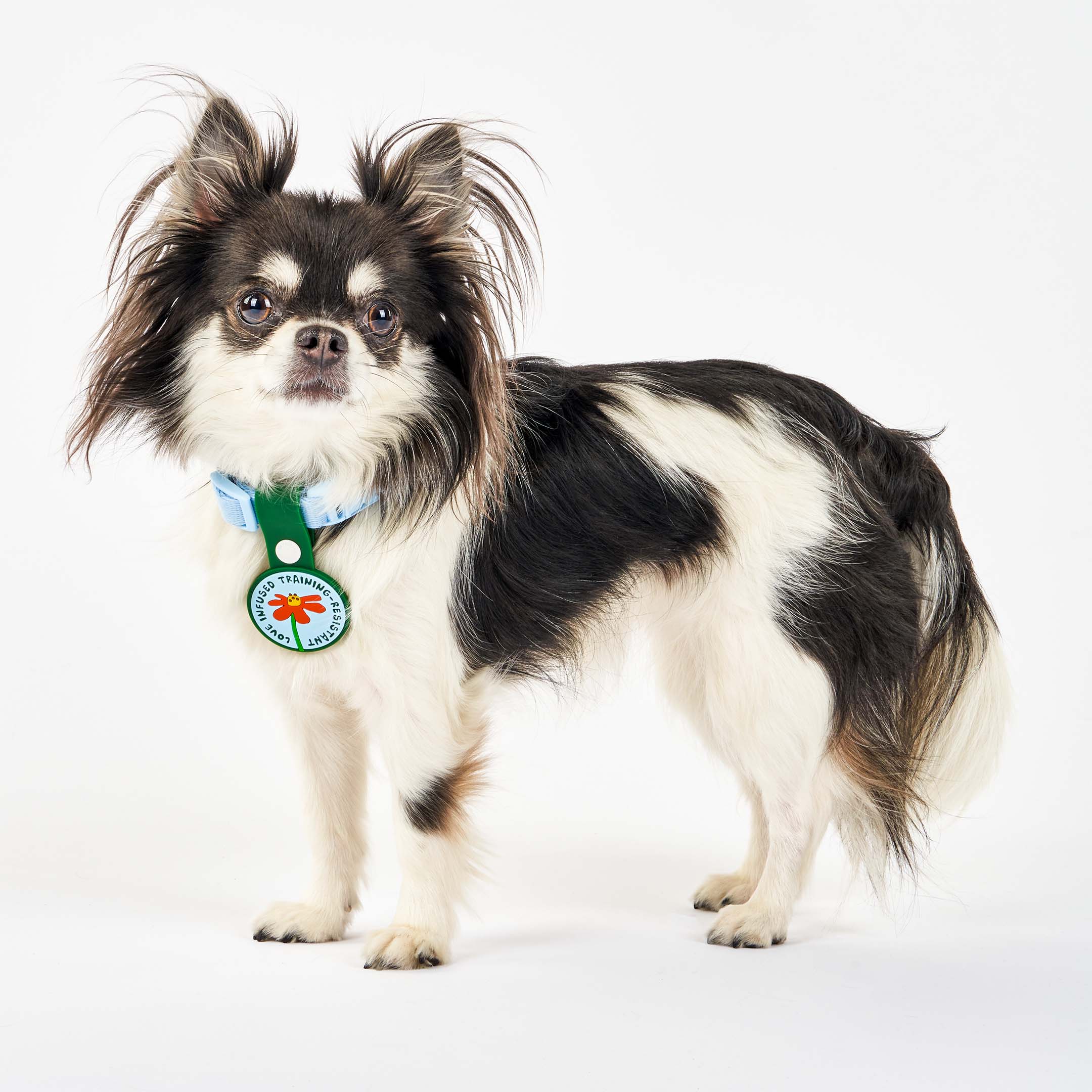 Black and white long-haired dog wearing a light blue collar, featuring a whimsical dog tag with a red flower at the center. The tag displays the phrase ‘Love Infused Training-Resistant’ and is attached to a green strap with a white button. This charming tag from The Furryfolks’ Daily Clip product line is made from 100% non-toxic rubber, perfect for adding a playful touch to your pet’s accessories.