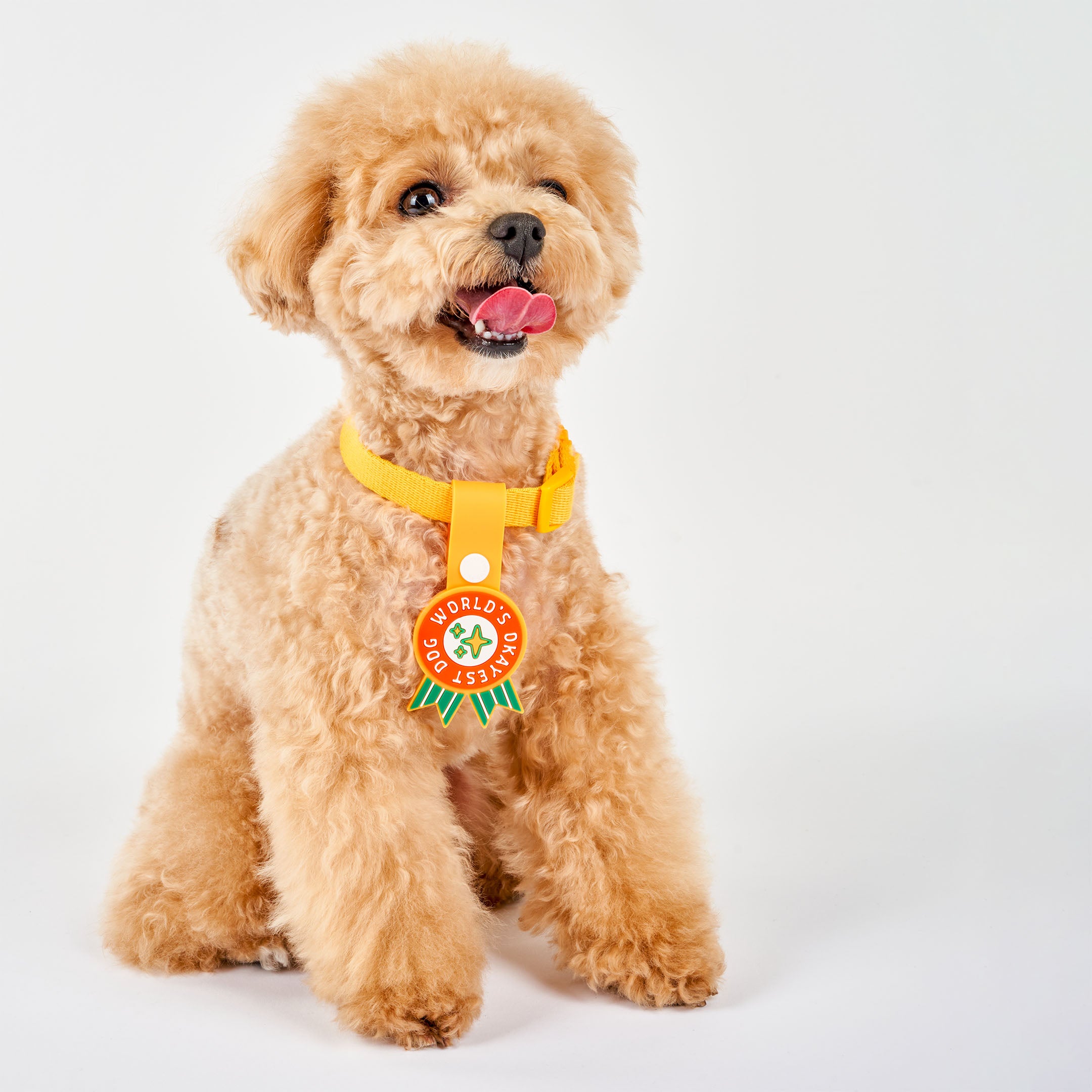 Curly-haired dog wearing an orange collar, featuring a whimsical dog tag with the phrase ‘World’s Okayest Dog’ in bold white text on a red background. The tag has green ribbons at the bottom and is attached to an orange strap with a white button. This playful tag from The Furryfolks’ Daily Clip product line is made from 100% non-toxic rubber, perfect for adding a humorous touch to your pet’s accessories.