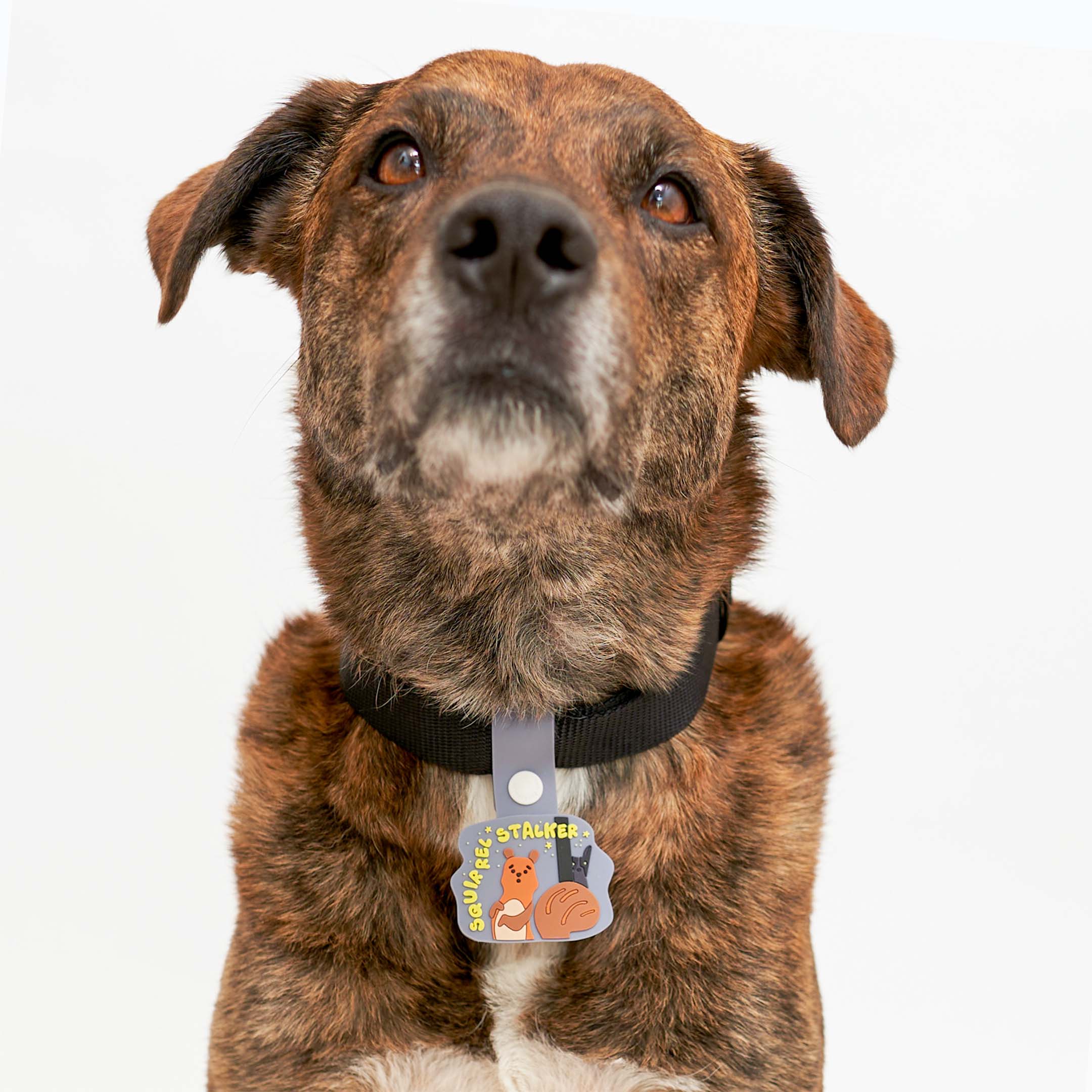 Brindle dog wearing a black collar, featuring a whimsical dog tag with a squirrel and a dog under a starry sky. The tag displays the phrase ‘Squirrel Stalker’ in playful yellow text and is attached to a light blue strap with a white button. This charming tag from The Furryfolks’ Daily Clip product line is made from 100% non-toxic rubber, perfect for adding a playful touch to your pet’s accessories.