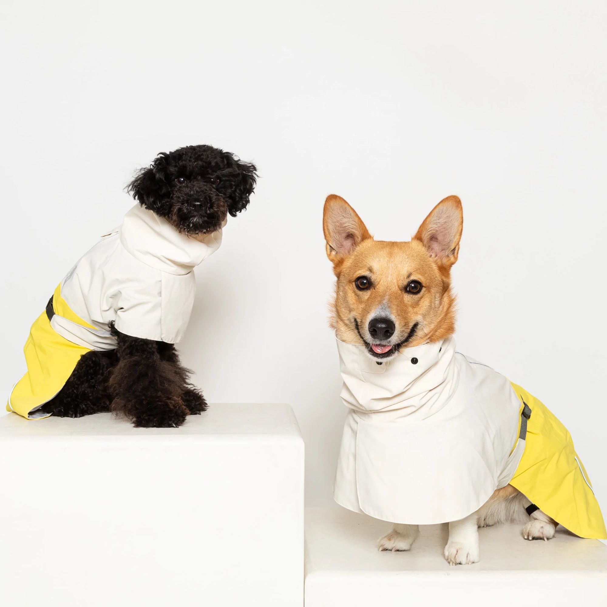 Two dogs posing in stylish yellow and cream raincoats.