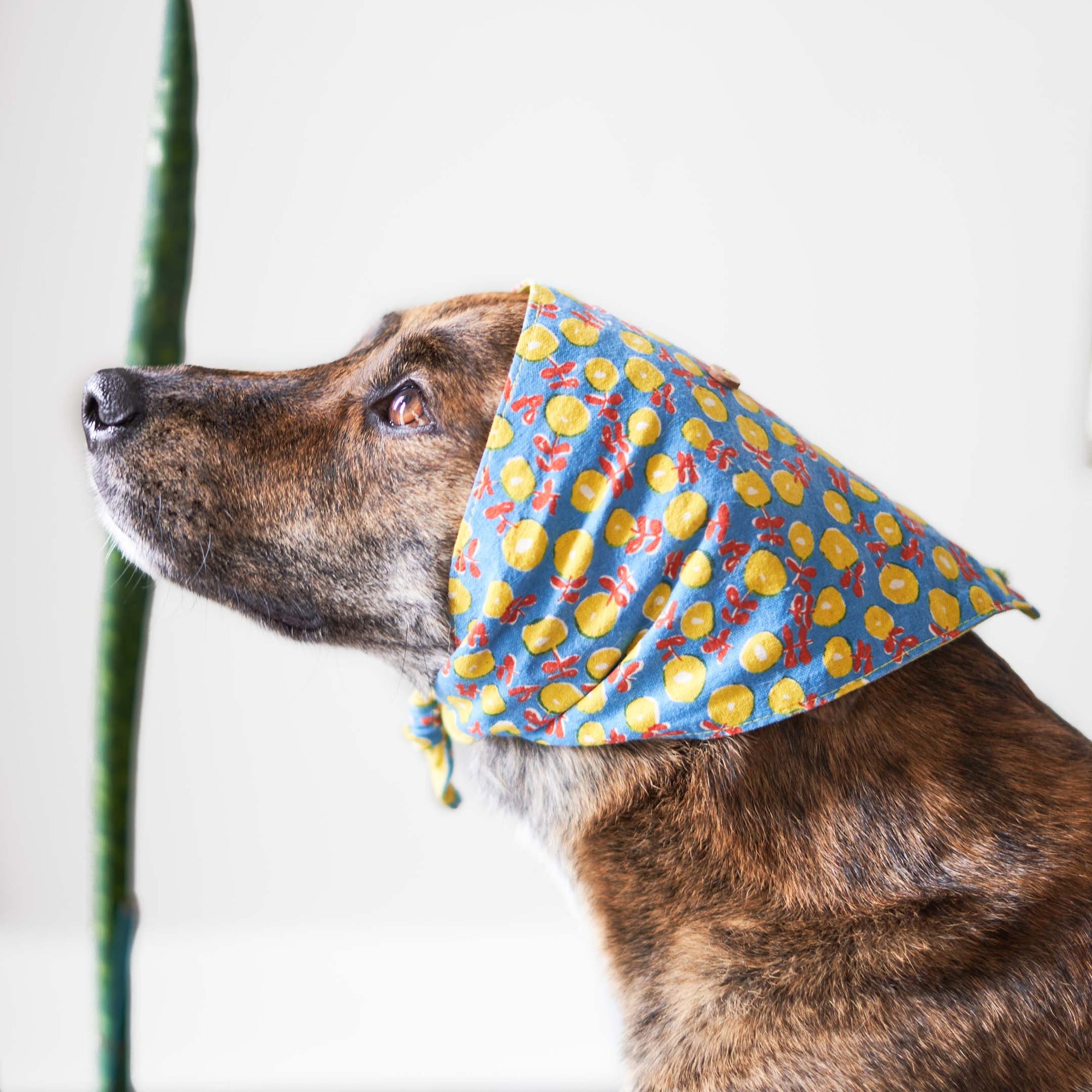 Brindle dog profile with floral print bandana.