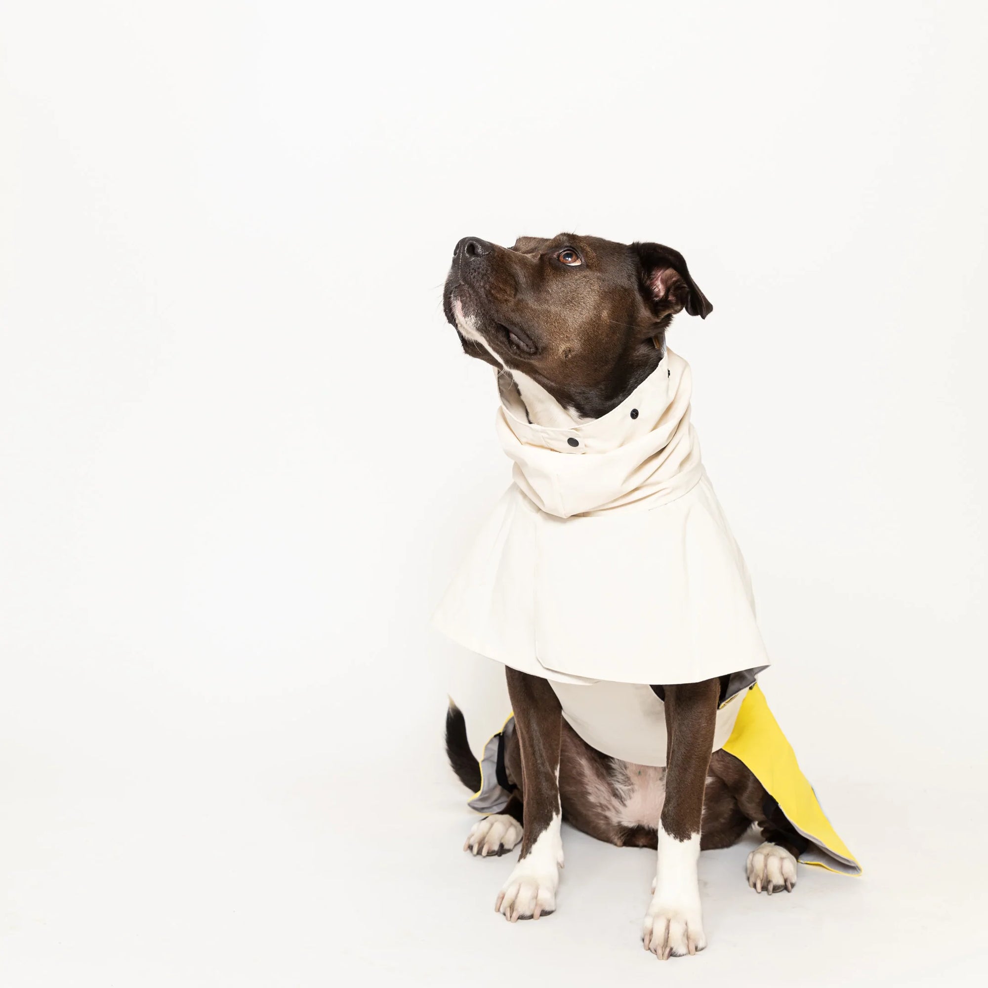 Brown and white dog gazing up while wearing a chic yellow-trimmed raincoat.