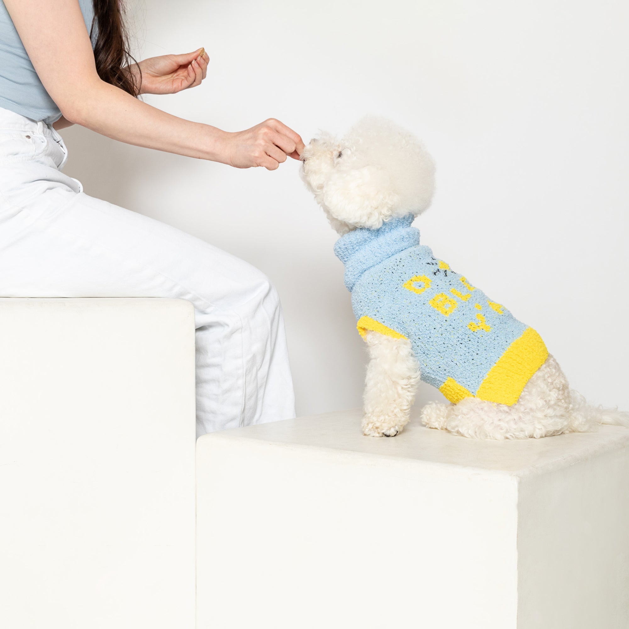  White bichon frise in a light blue and yellow "The Furryfolks" sweater sits on a pedestal, receiving a treat from a person's hand, neutral background.