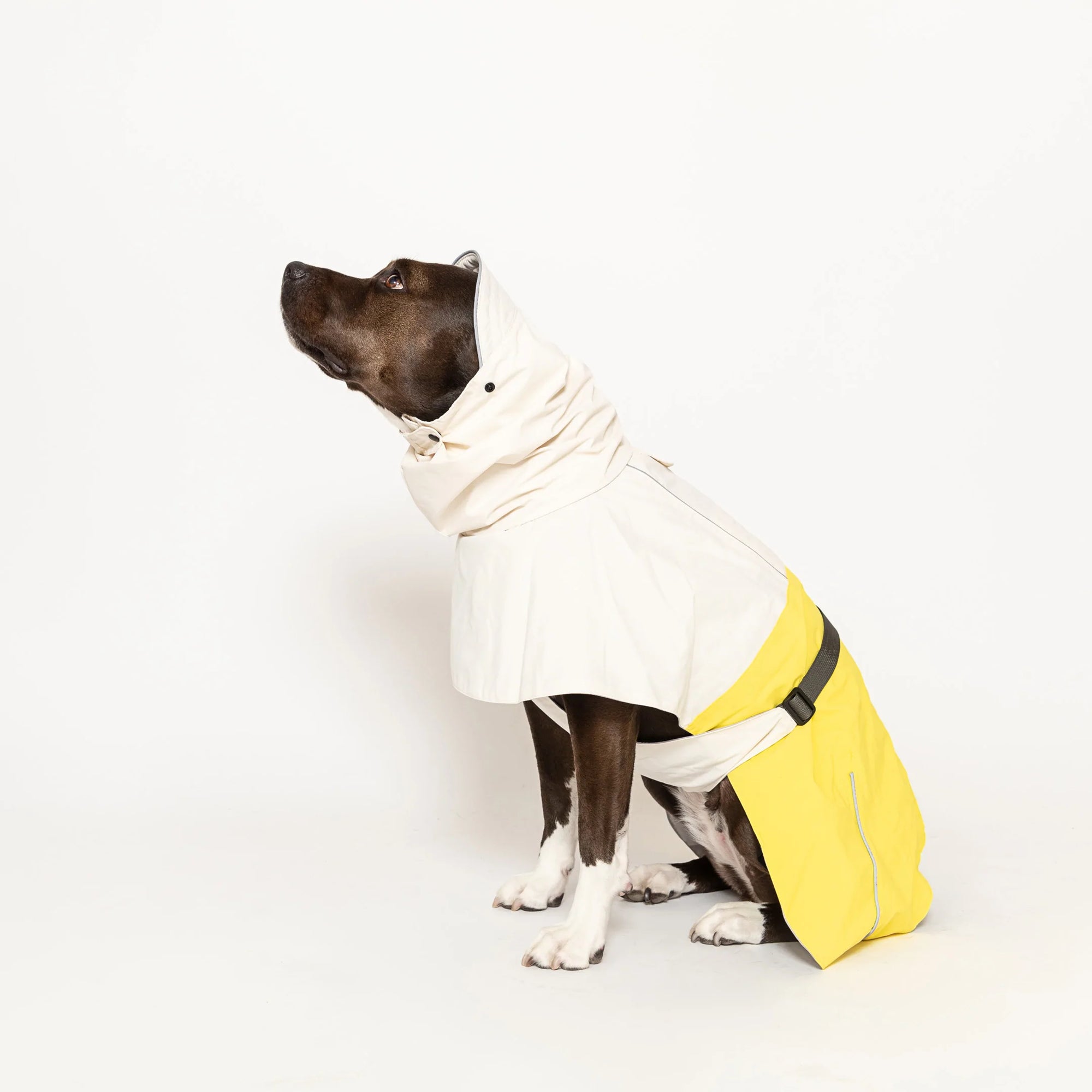 Brown dog with a smart cream and yellow raincoat looking up.