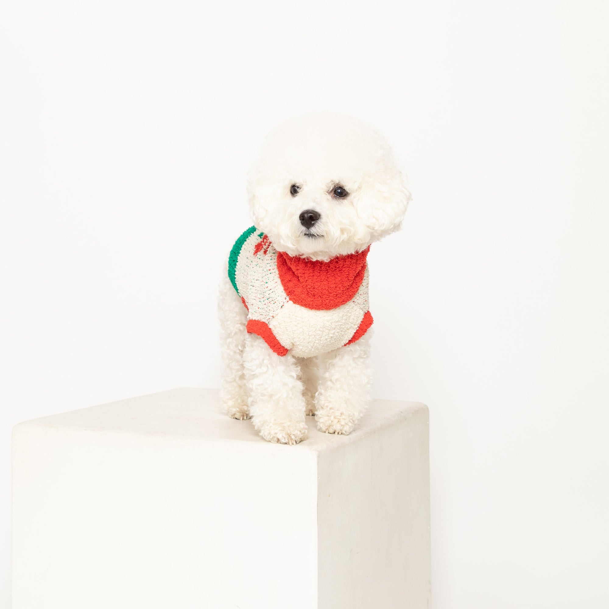  White Bichon Frise in a red and green sweater perched on a pedestal against a white background.