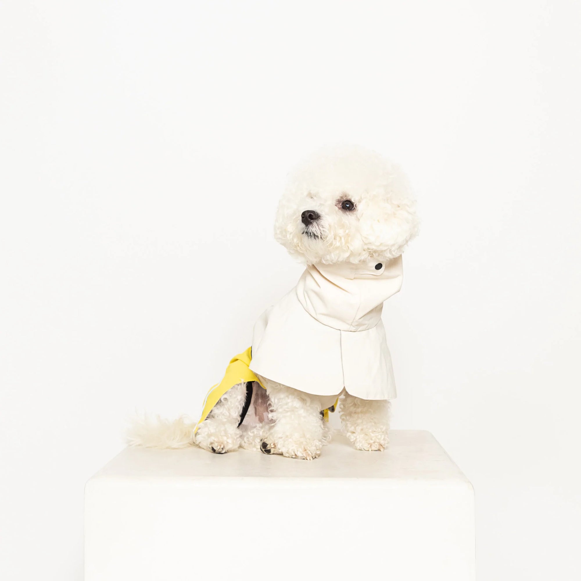 Fluffy white dog poised on a block in a chic yellow-trimmed raincoat.