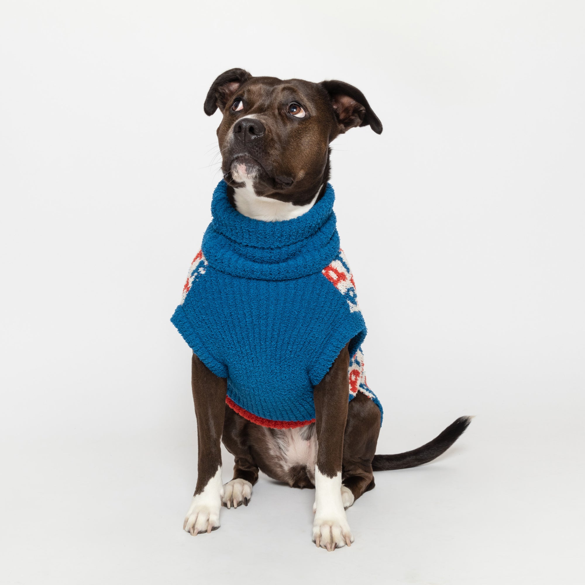 A poised black and white dog with an attentive gaze is seated against a white background, sporting a snug, blue turtleneck sweater with a playful "Treat" motif in white and red.