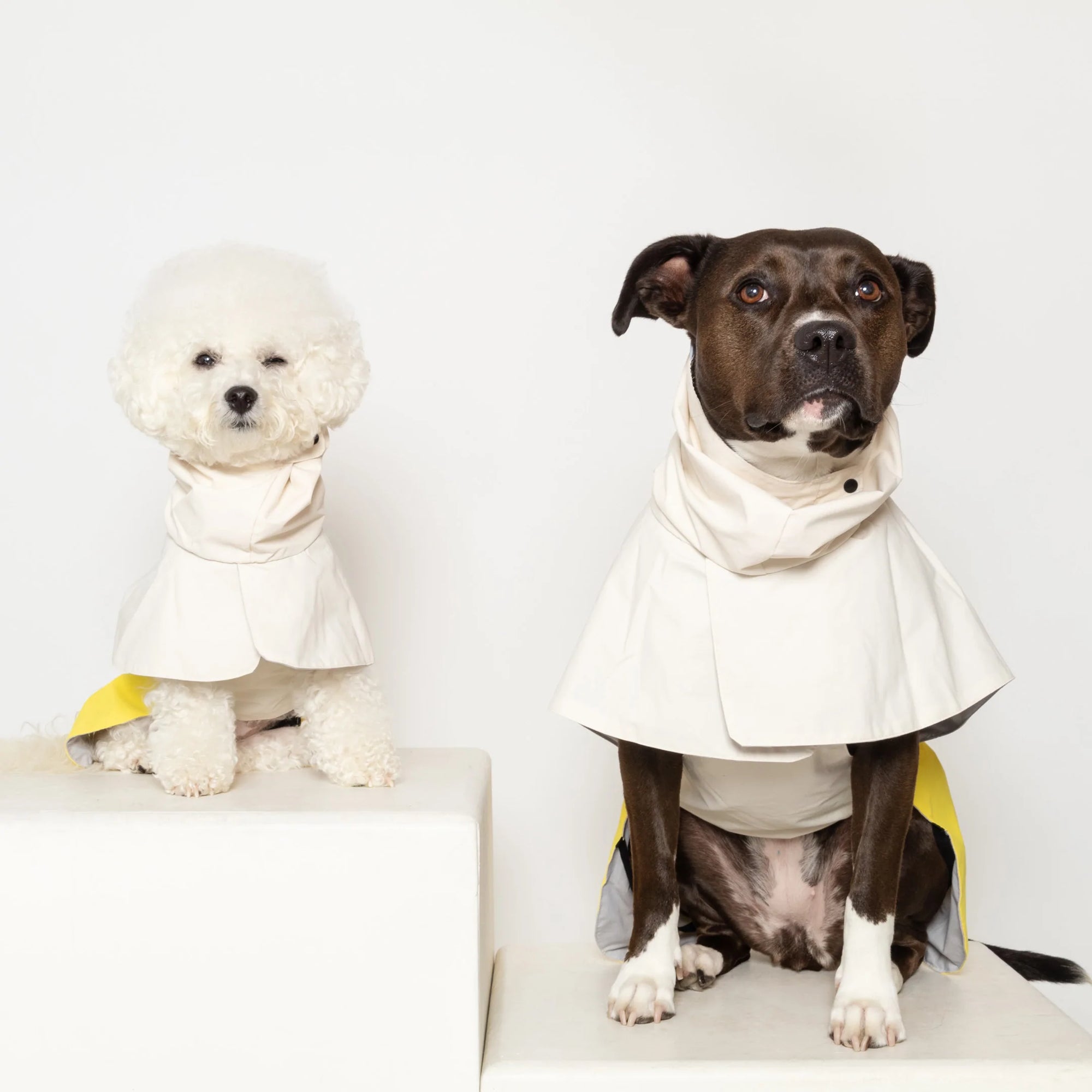 Two dogs in chic raincoats; one fluffy white and the other a dignified brown.