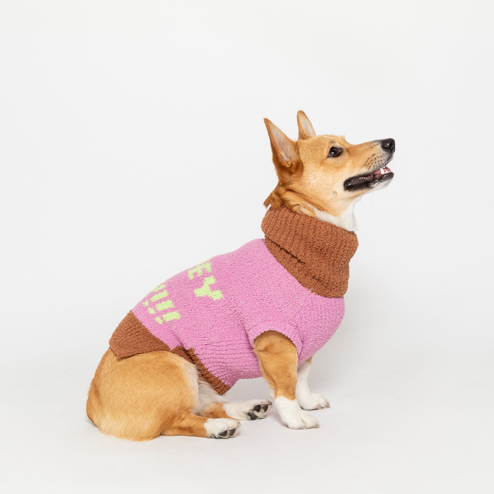 Corgi in a pink "The Furryfolks" Hey sweater looks upward, sitting against a white background.
