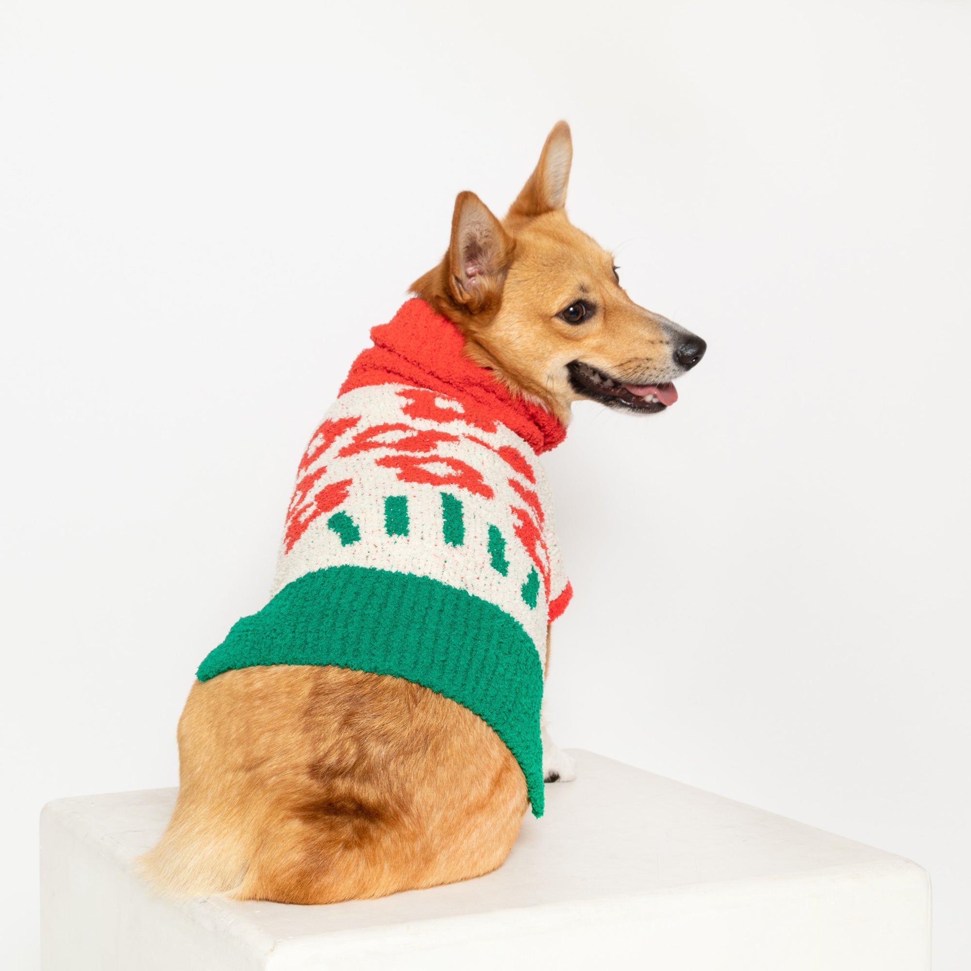 Corgi in a red and green "The Furryfolks" flower sweater, seated on a cube, white background.
