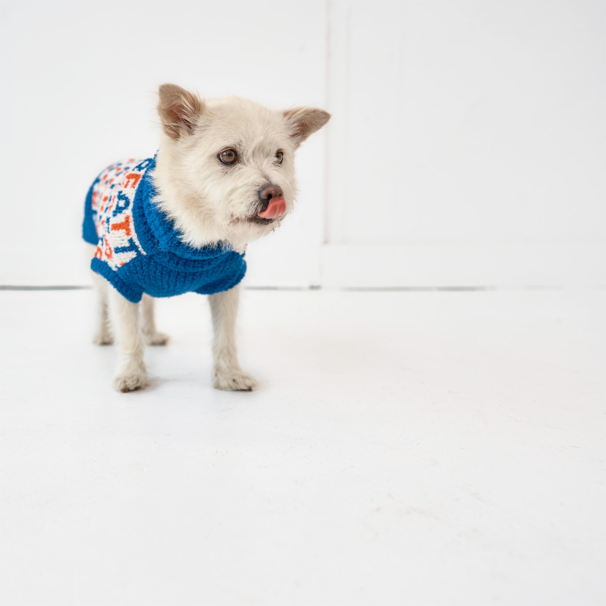 A small, attentive dog with a light coat and a blue 'Treat' patterned sweater appears eager for fun, hinting at playtime or a treat in a bright, minimalist setting.