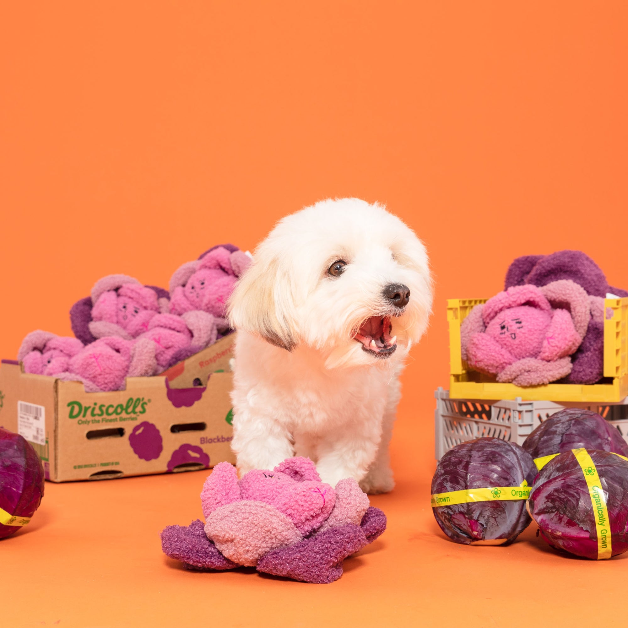 The image shows a white fluffy dog with plush Red Cabbage toys and real cabbages, set against an orange backdrop. The scene creatively juxtaposes the toys with the produce, likely for a playful marketing display emphasizing natural and fun elements for pets.