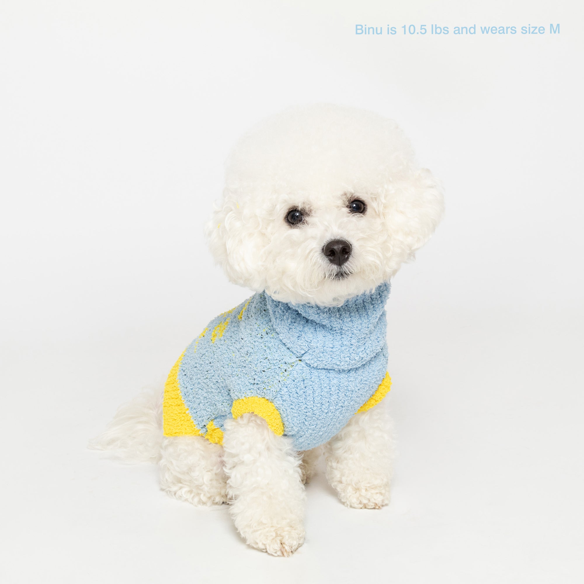  Bichon Frise named Binu, 10.5 lbs, in medium-sized blue "The Furryfolks" sweater, poses on a white background.