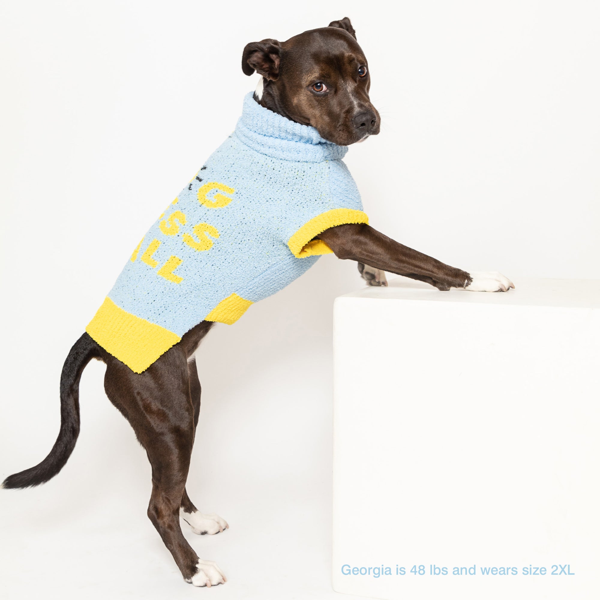  Dog named Georgia, 48 lbs, in a 2XL light blue "The Furryfolks" sweater, with a white background.